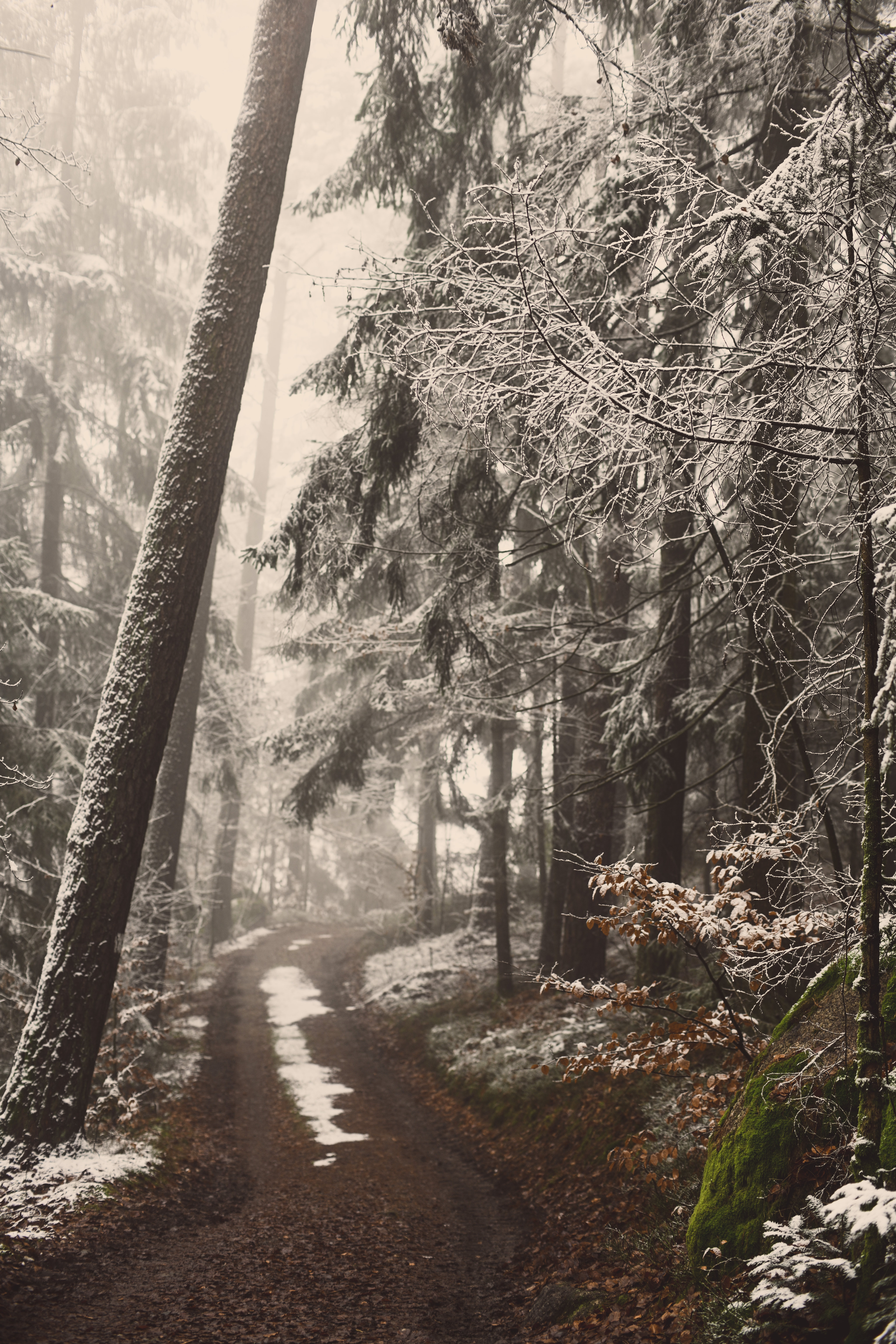 Free download wallpaper Winter, Trees, Fog, Path, Trail, Snow, Forest, Nature on your PC desktop