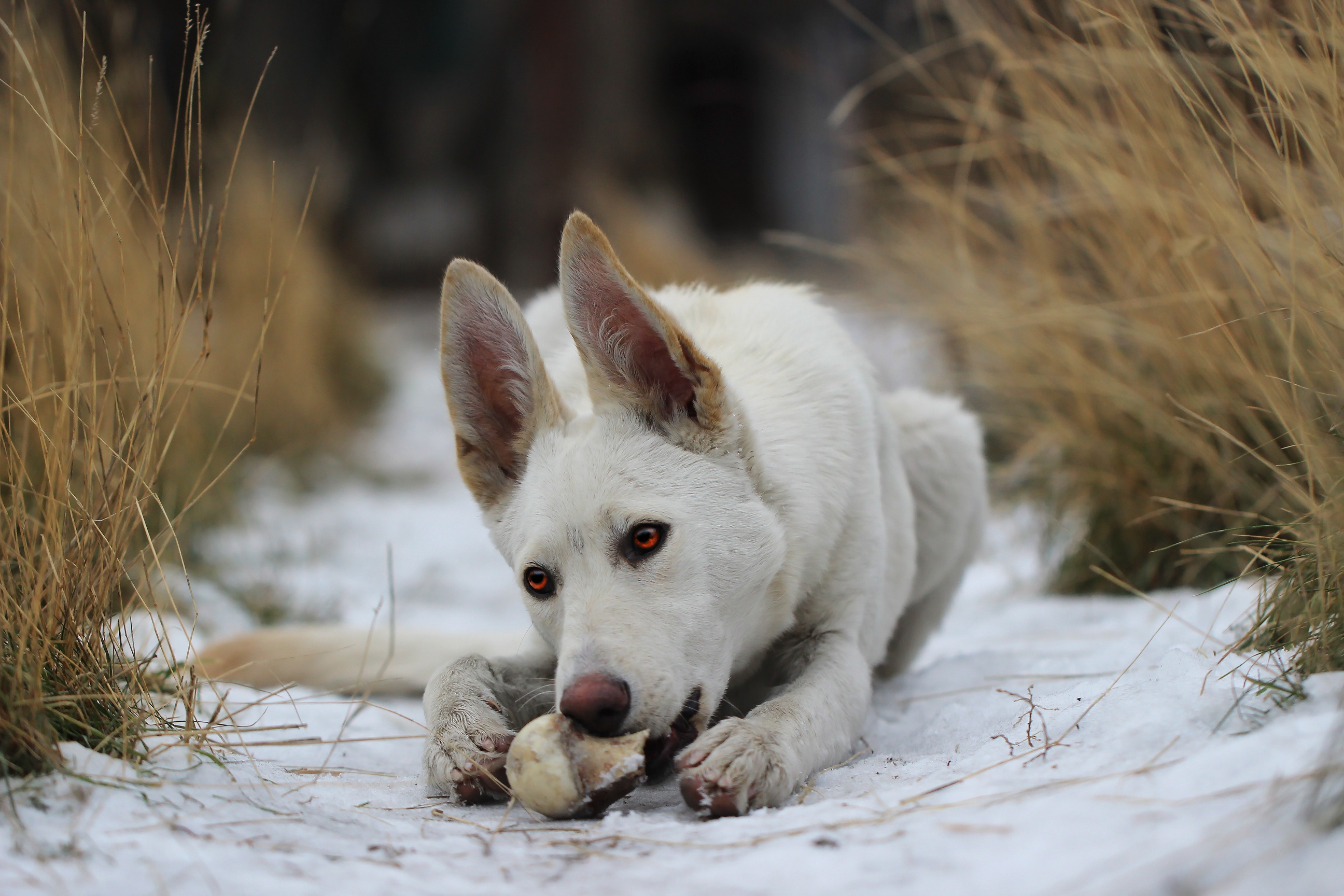 Descarga gratuita de fondo de pantalla para móvil de Animales, Perros, Perro.