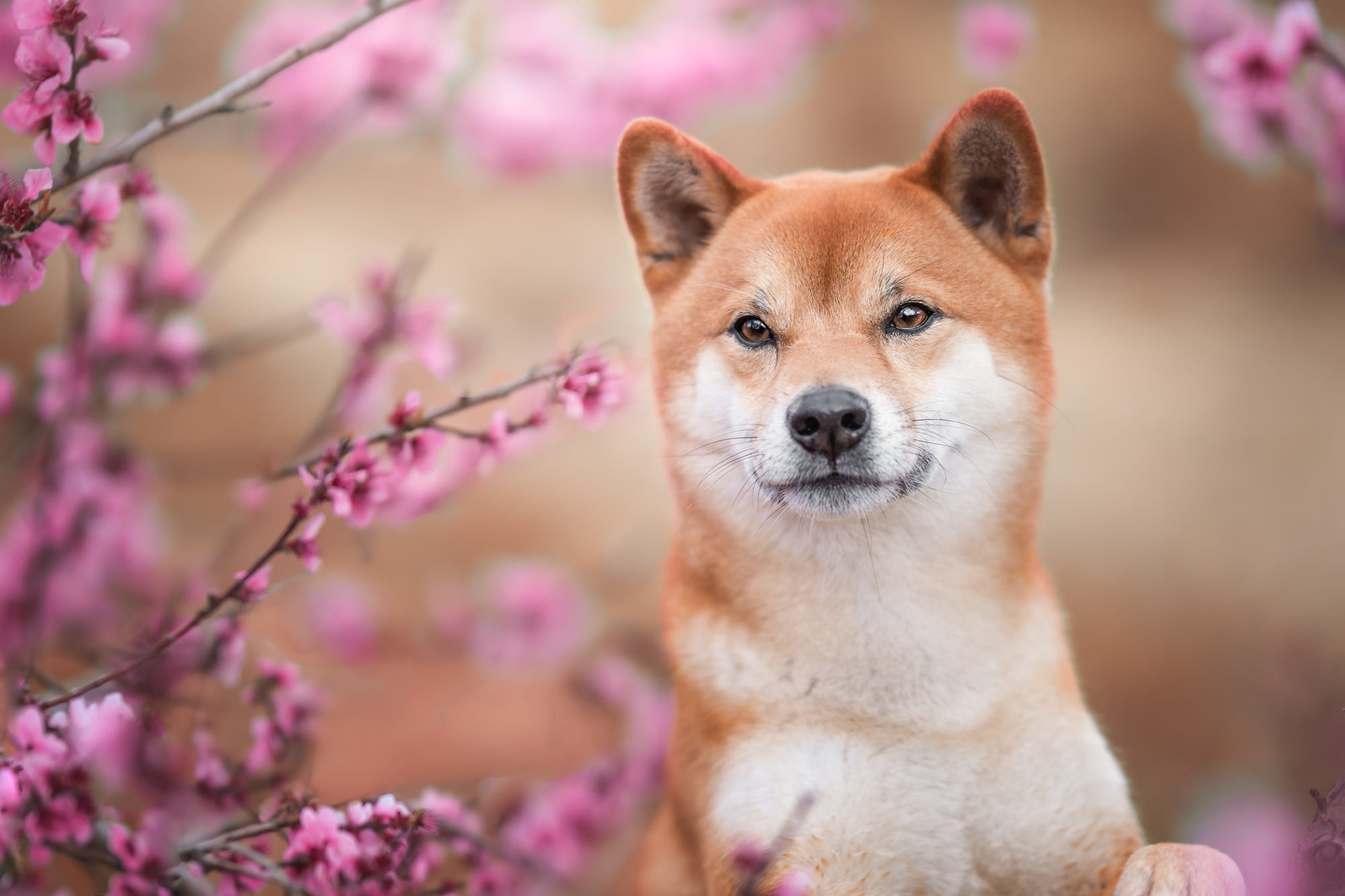 Laden Sie das Tiere, Hunde, Shiba Inu-Bild kostenlos auf Ihren PC-Desktop herunter