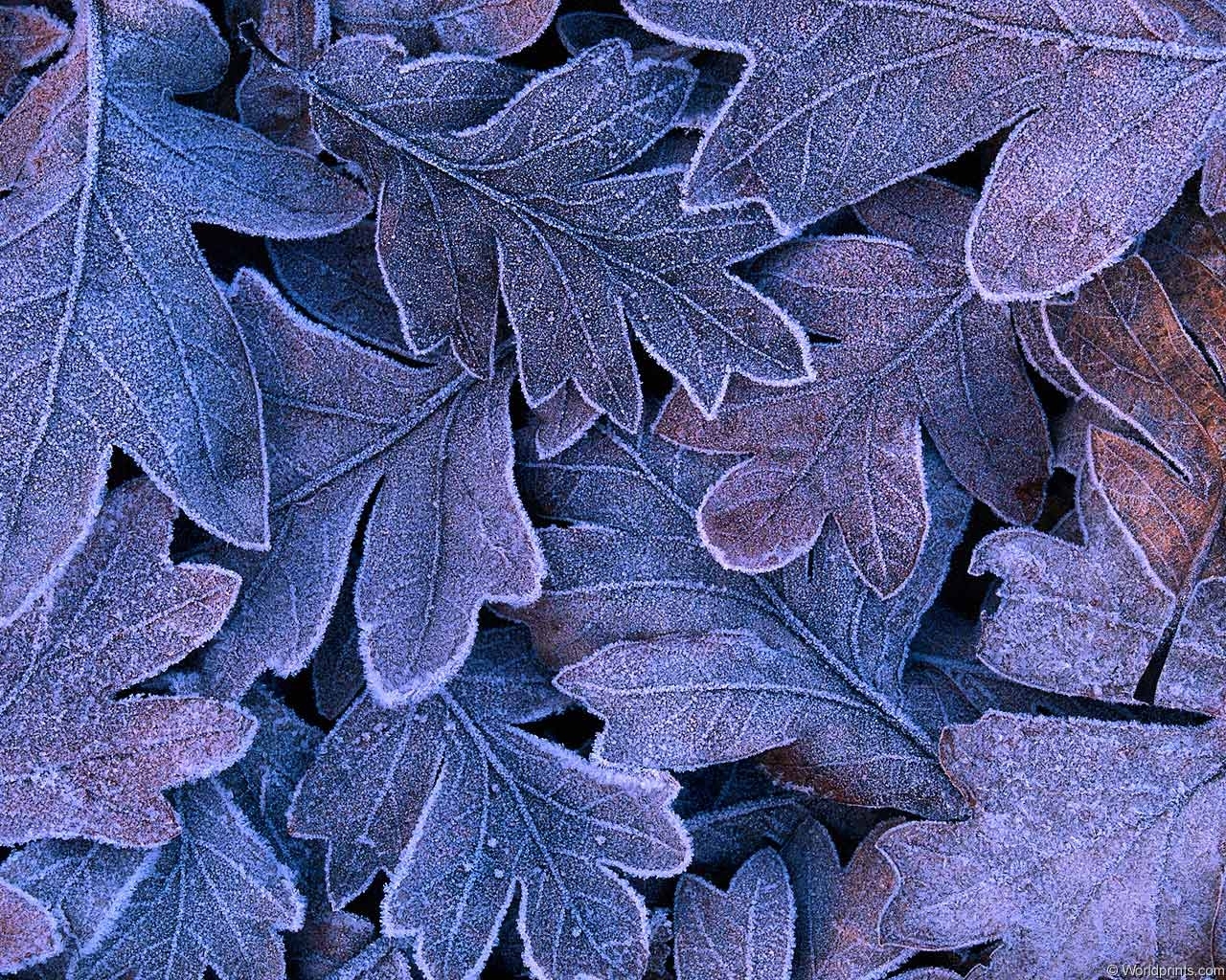 Download mobile wallpaper Plants, Leaves, Background for free.