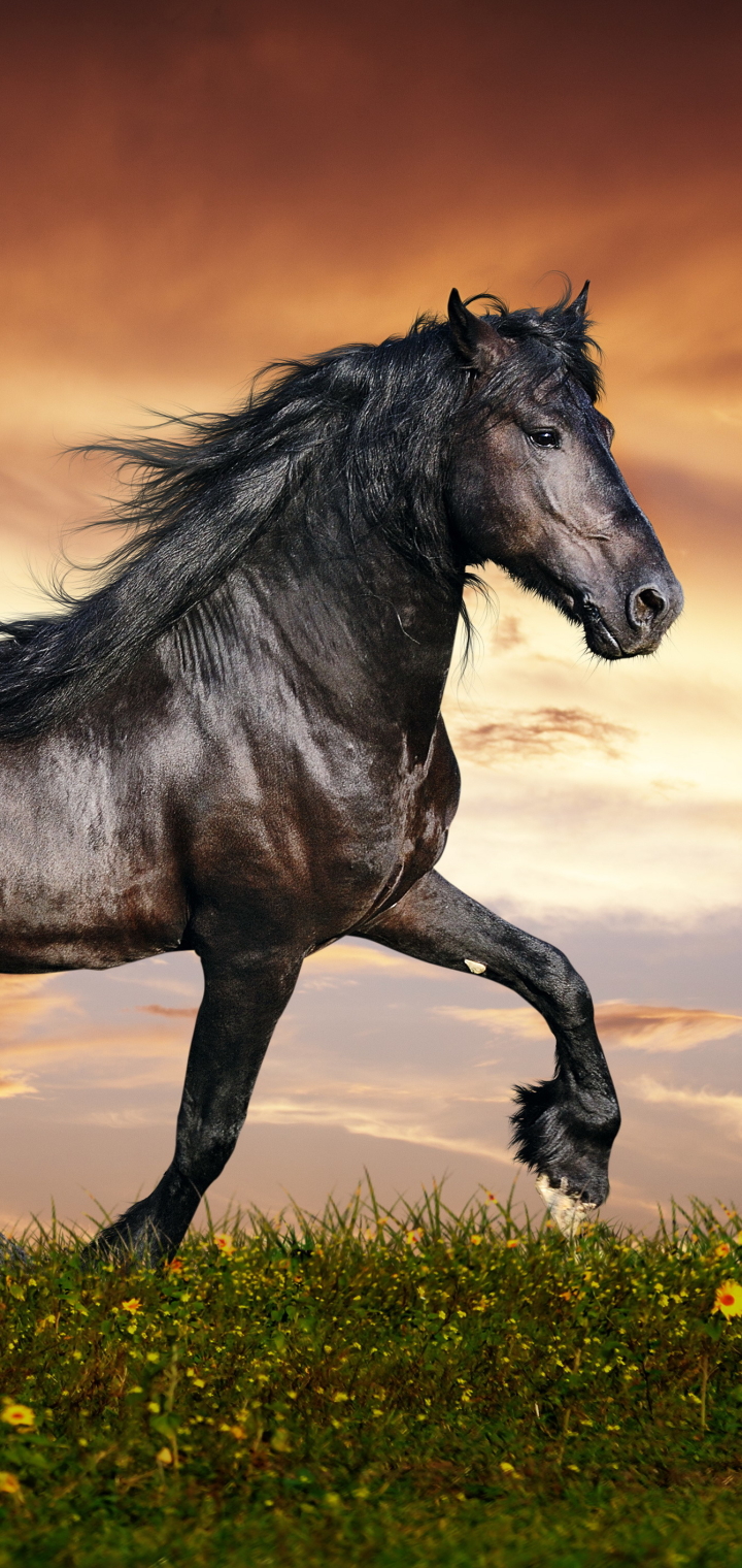 Download mobile wallpaper Animal, Horse for free.