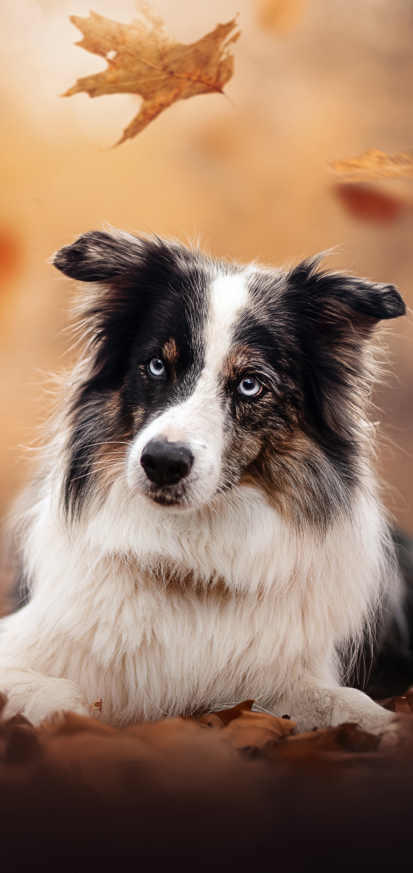 Baixe gratuitamente a imagem Animais, Cães, Cão, Border Collie na área de trabalho do seu PC