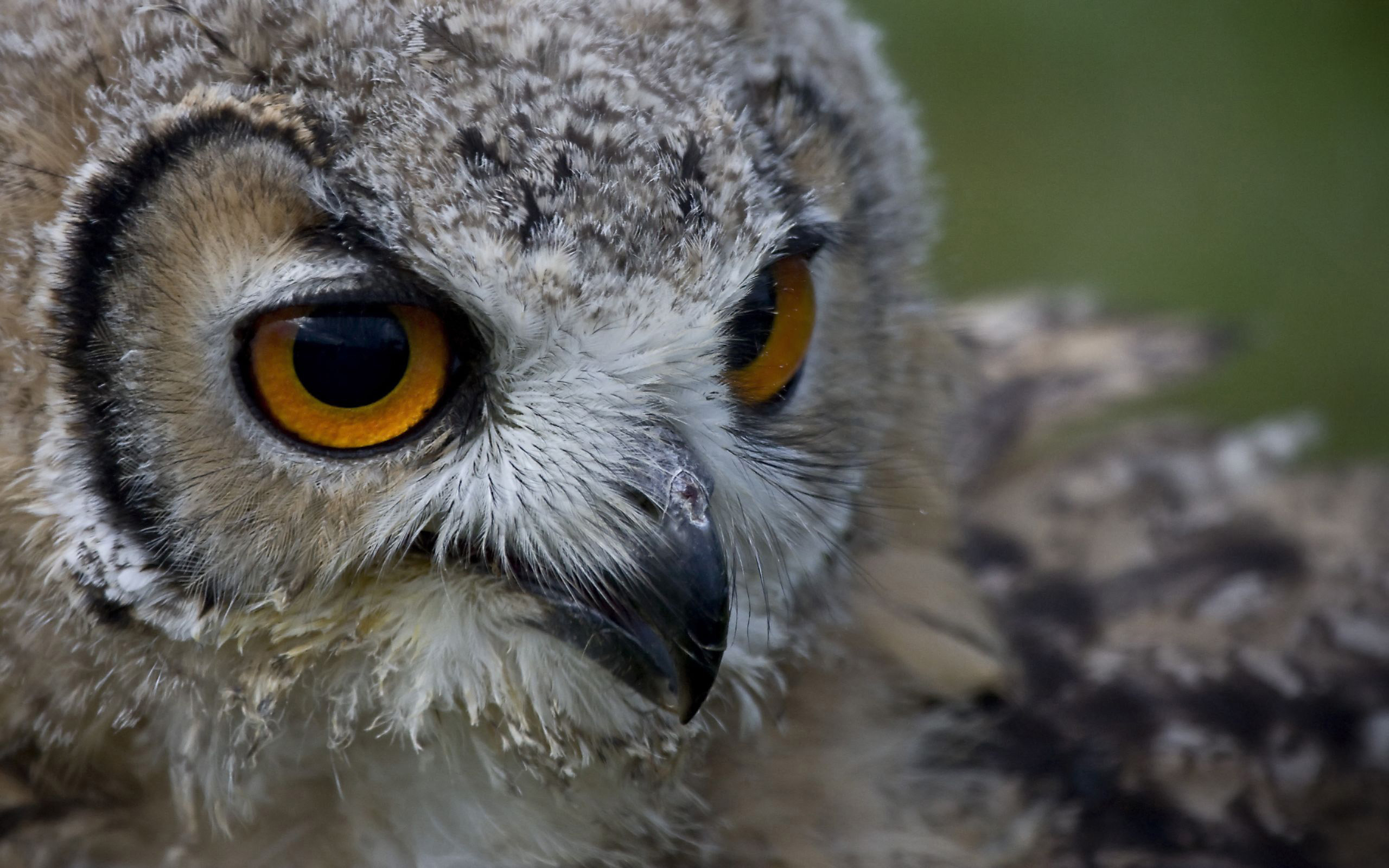 Baixe gratuitamente a imagem Animais, Aves, Coruja na área de trabalho do seu PC