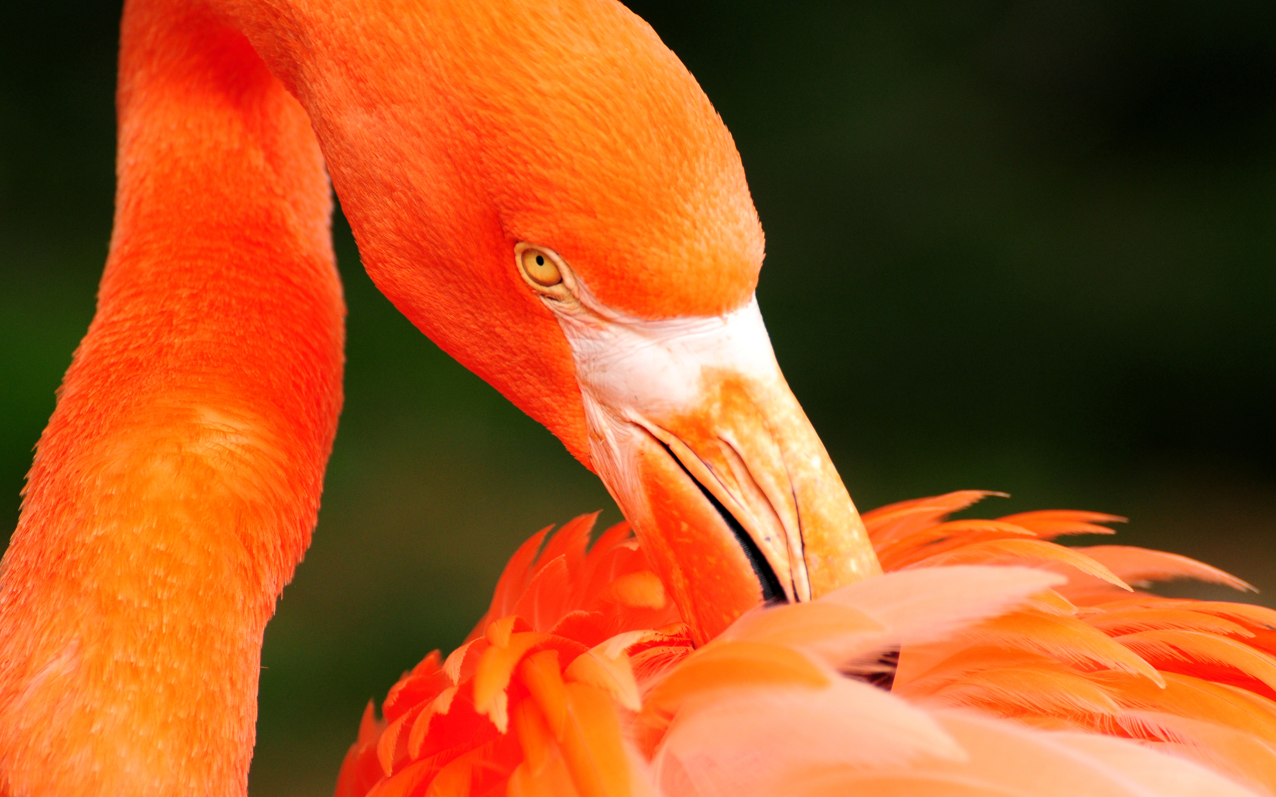PCデスクトップに動物, 鳥, フラミンゴ画像を無料でダウンロード