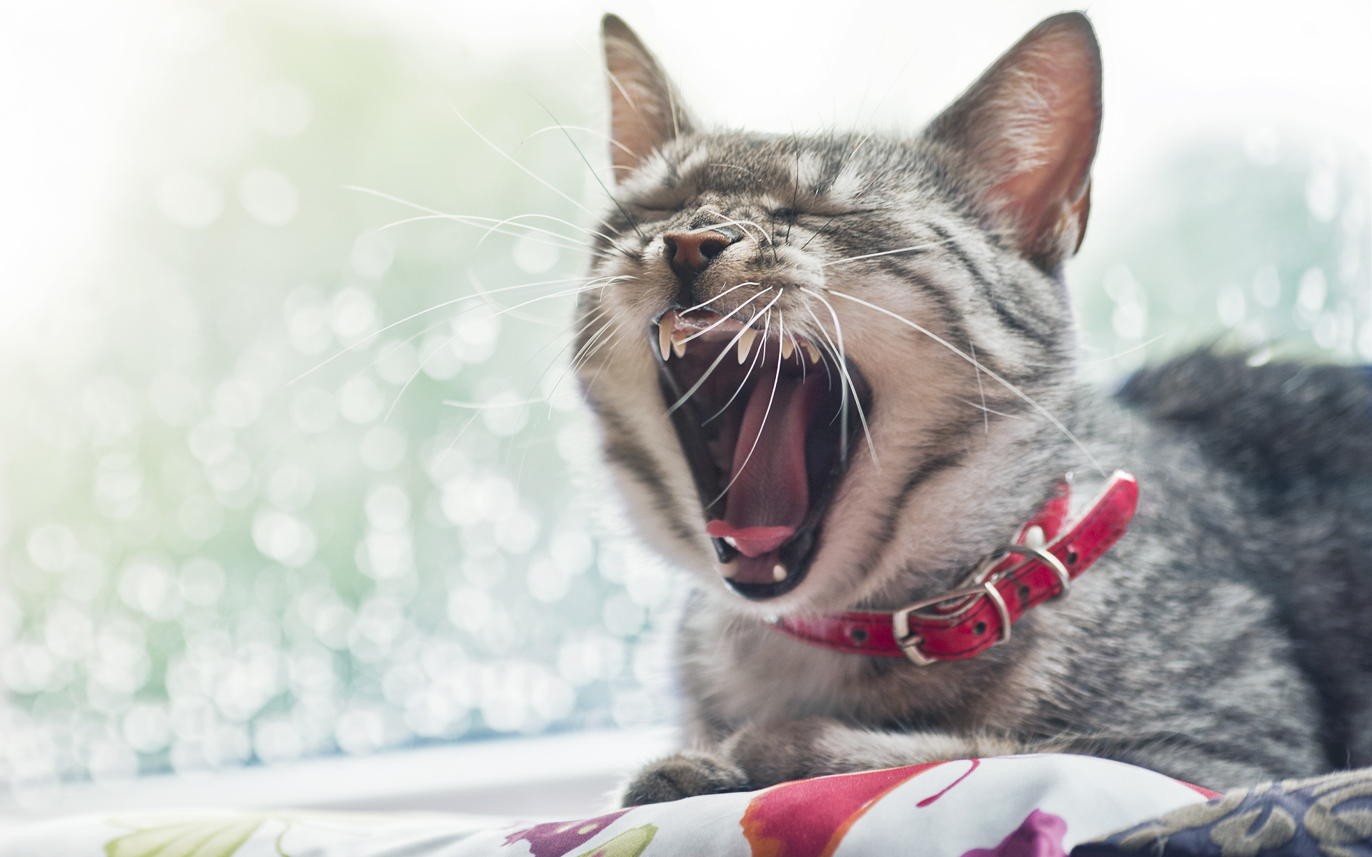 Téléchargez gratuitement l'image Animaux, Chat sur le bureau de votre PC