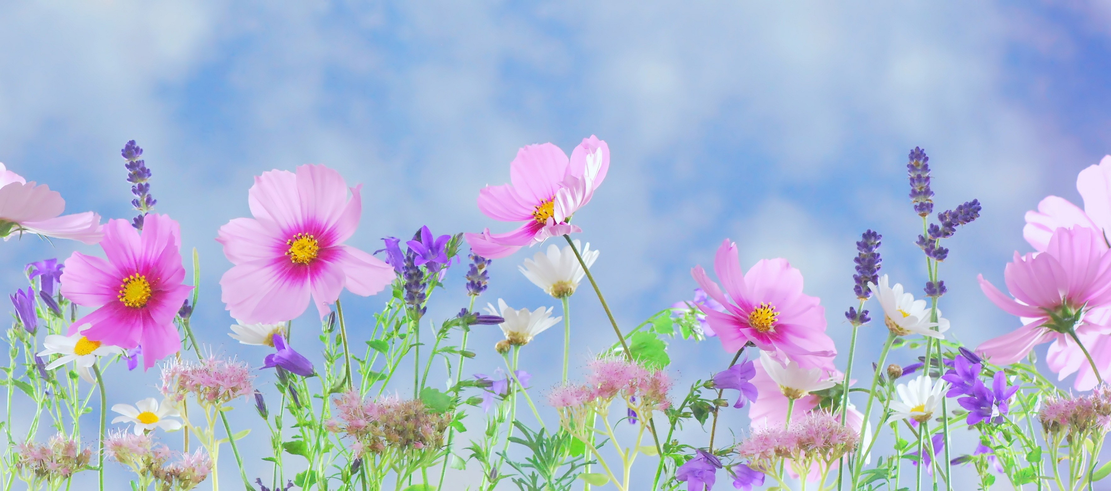 Download mobile wallpaper Flowers, Flower, Earth, Colors, Colorful, Spring, Cosmos for free.