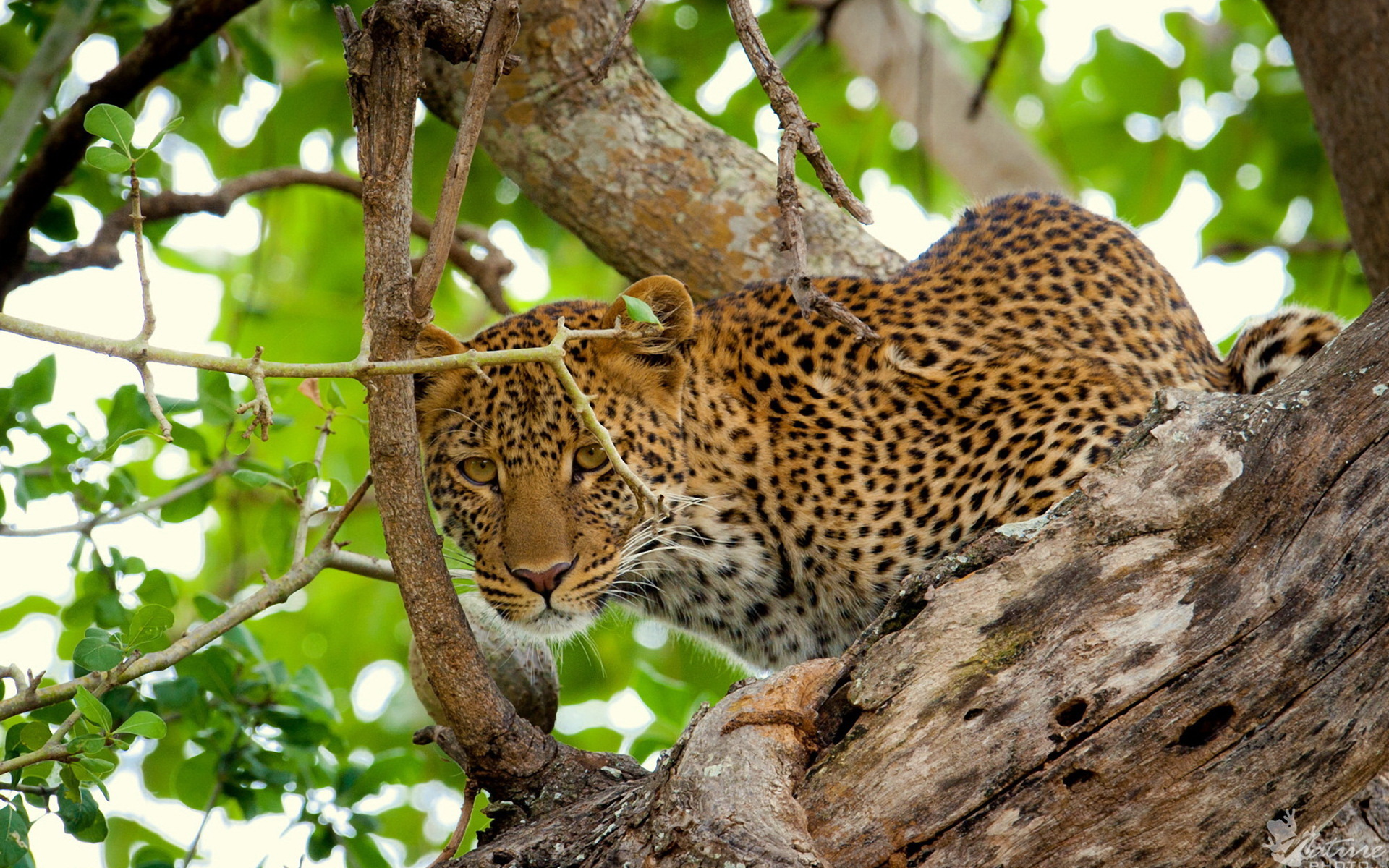 Handy-Wallpaper Leopard, Katzen, Tiere kostenlos herunterladen.