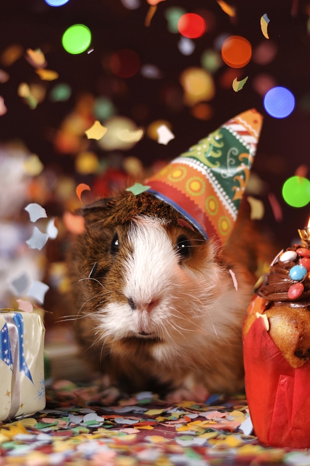 Download mobile wallpaper Animal, Gift, Colorful, Guinea Pig, Rodent, Cute, Confetti, Party for free.