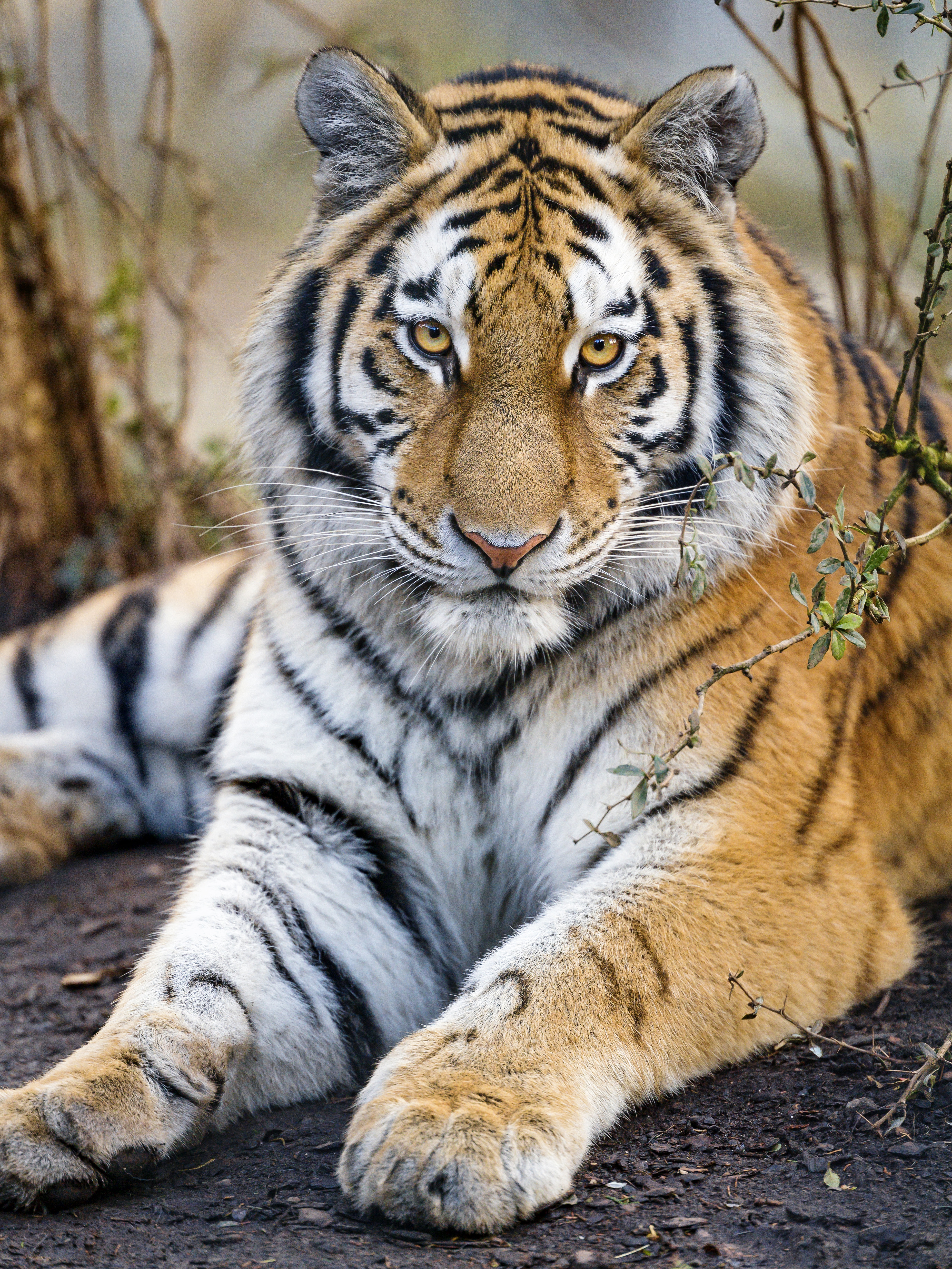 53981 скачать обои животные, тигр, взгляд, большая кошка, морда, хищник, лапы - заставки и картинки бесплатно