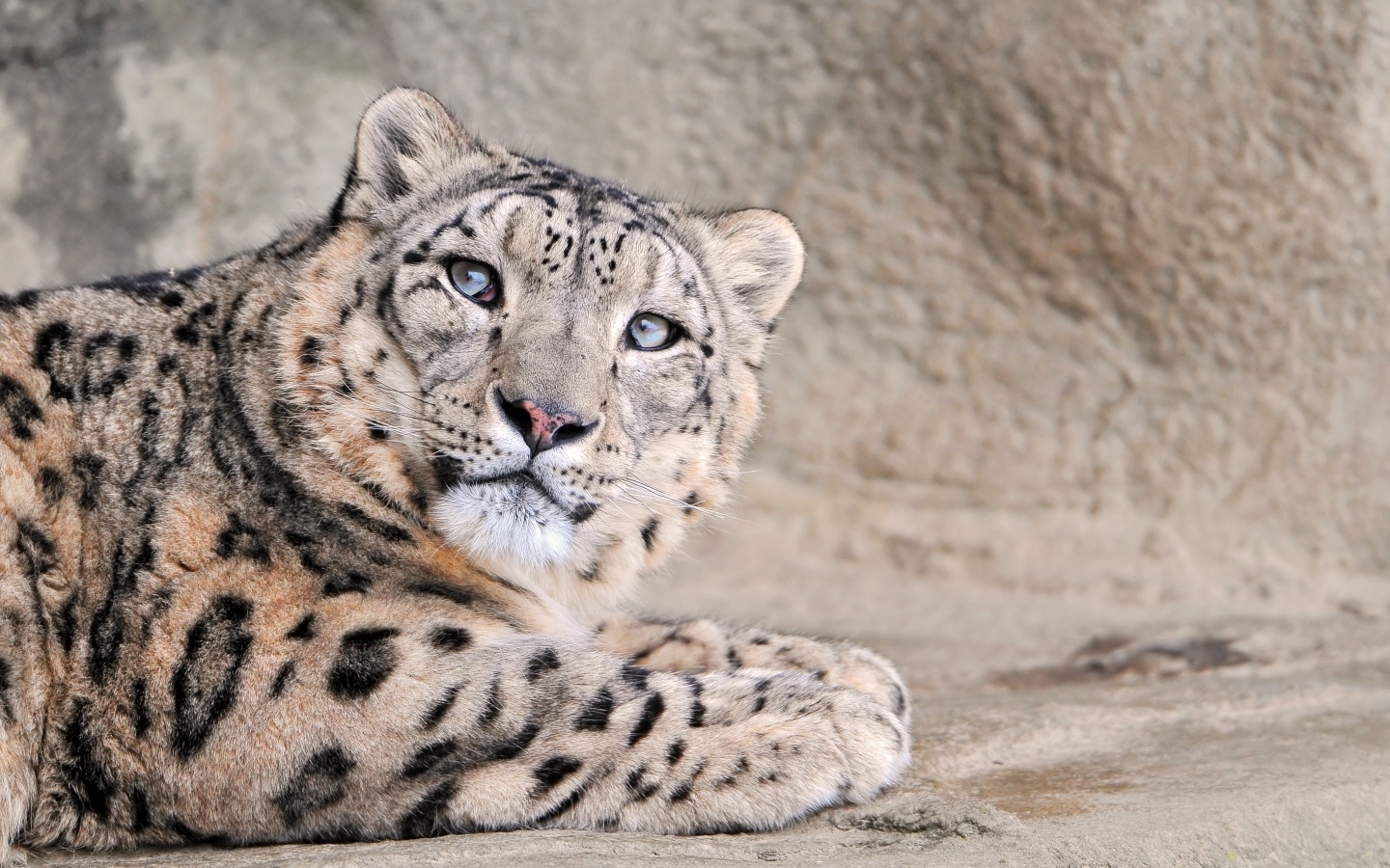 29064 descargar imagen animales, leopardos: fondos de pantalla y protectores de pantalla gratis
