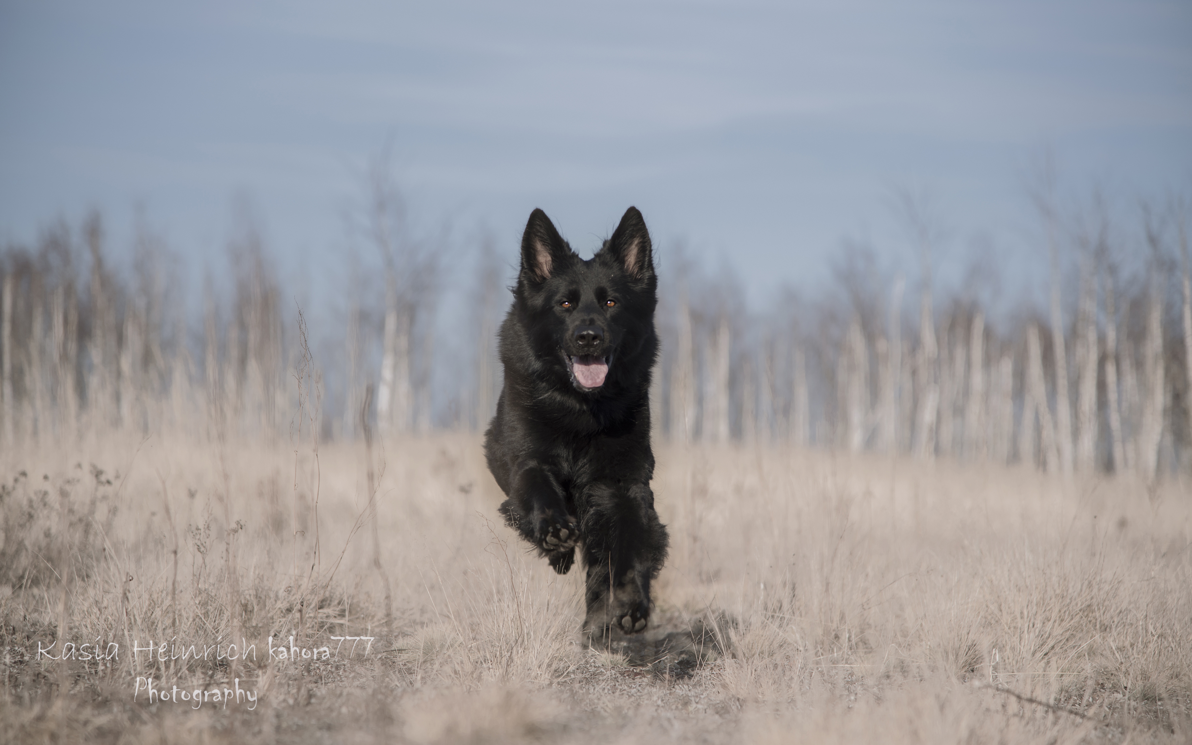 Handy-Wallpaper Tiere, Hunde, Hund, Schäferhund kostenlos herunterladen.