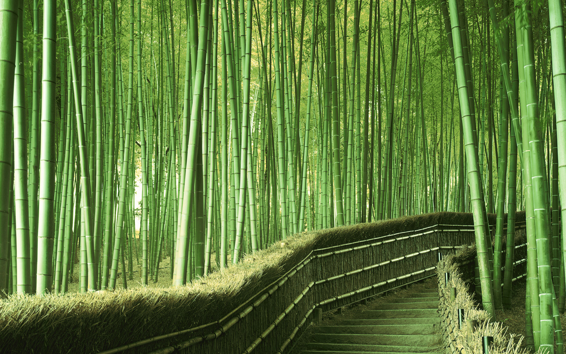 159593 descargar imagen bosque, tierra/naturaleza, bambú: fondos de pantalla y protectores de pantalla gratis