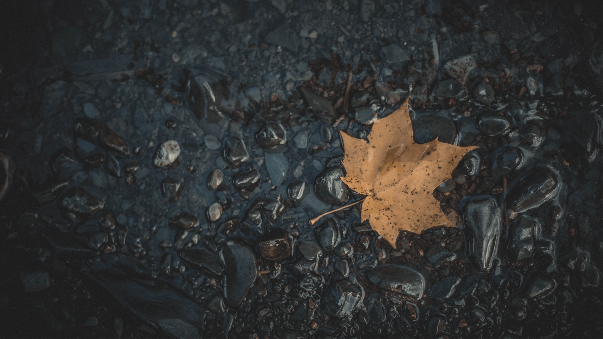 Download mobile wallpaper Leaf, Earth, Stone for free.