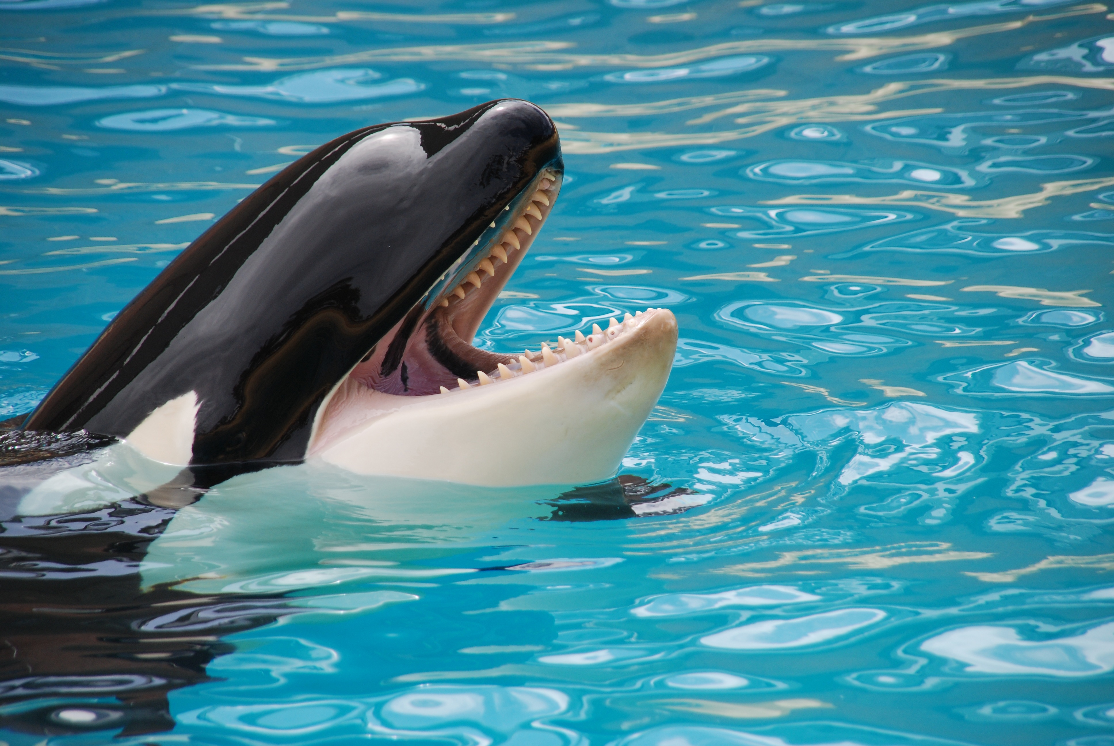 730264 Hintergrundbild herunterladen tiere, orca, killerwal, wal - Bildschirmschoner und Bilder kostenlos