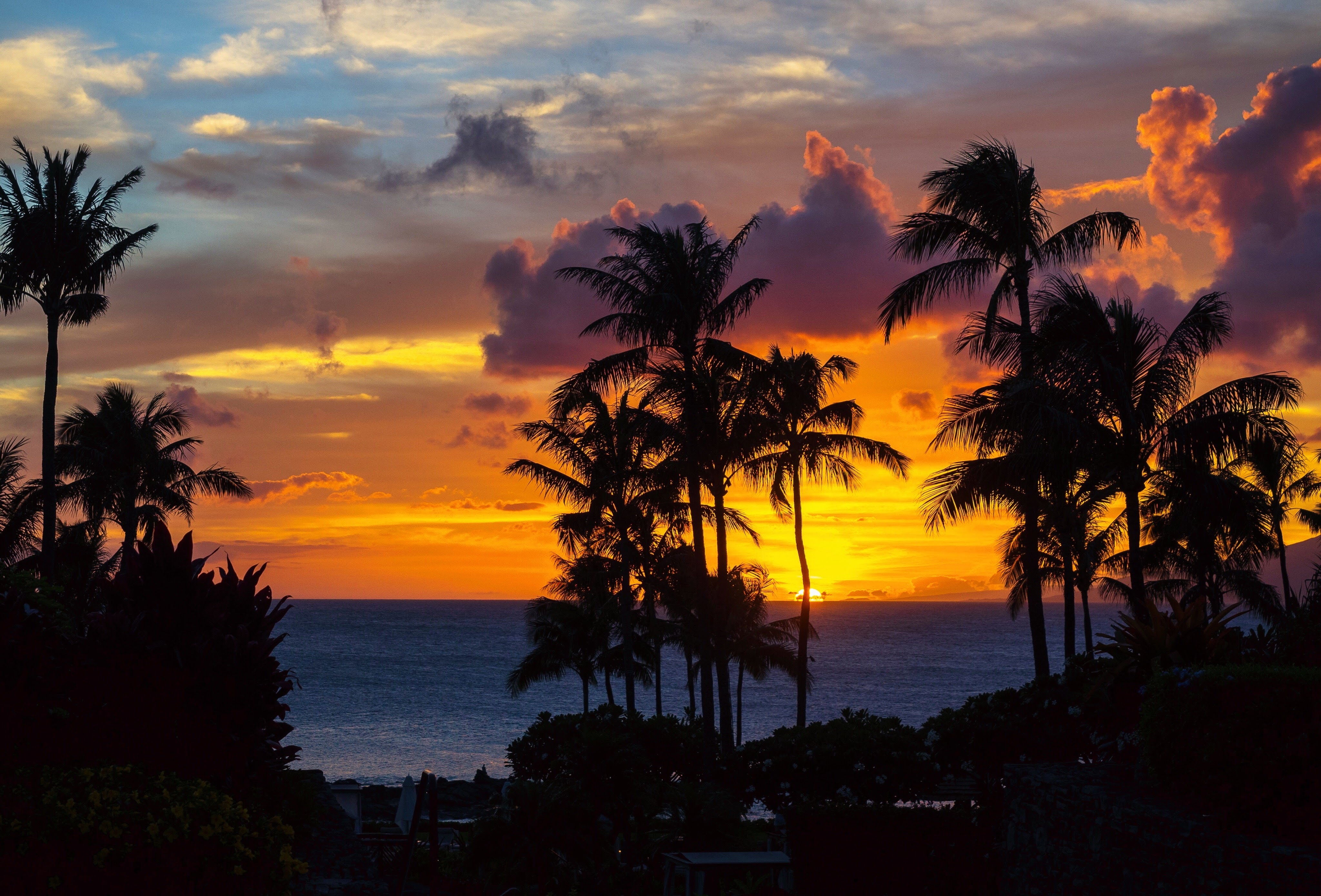 sunset, night, nature, clouds, palms, ocean, tropics desktop HD wallpaper
