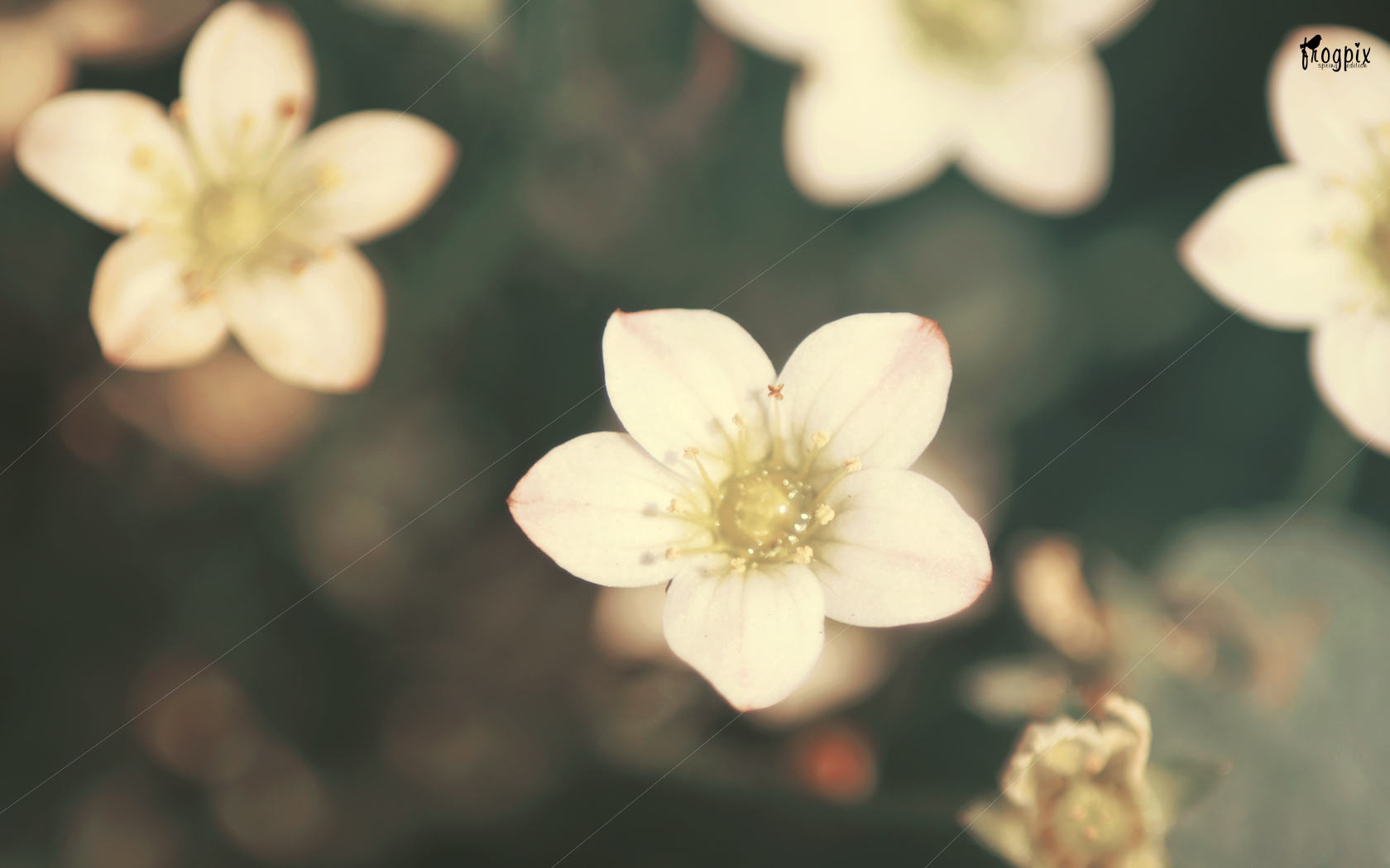 Téléchargez gratuitement l'image Fleurs, Fleur, Terre/nature sur le bureau de votre PC