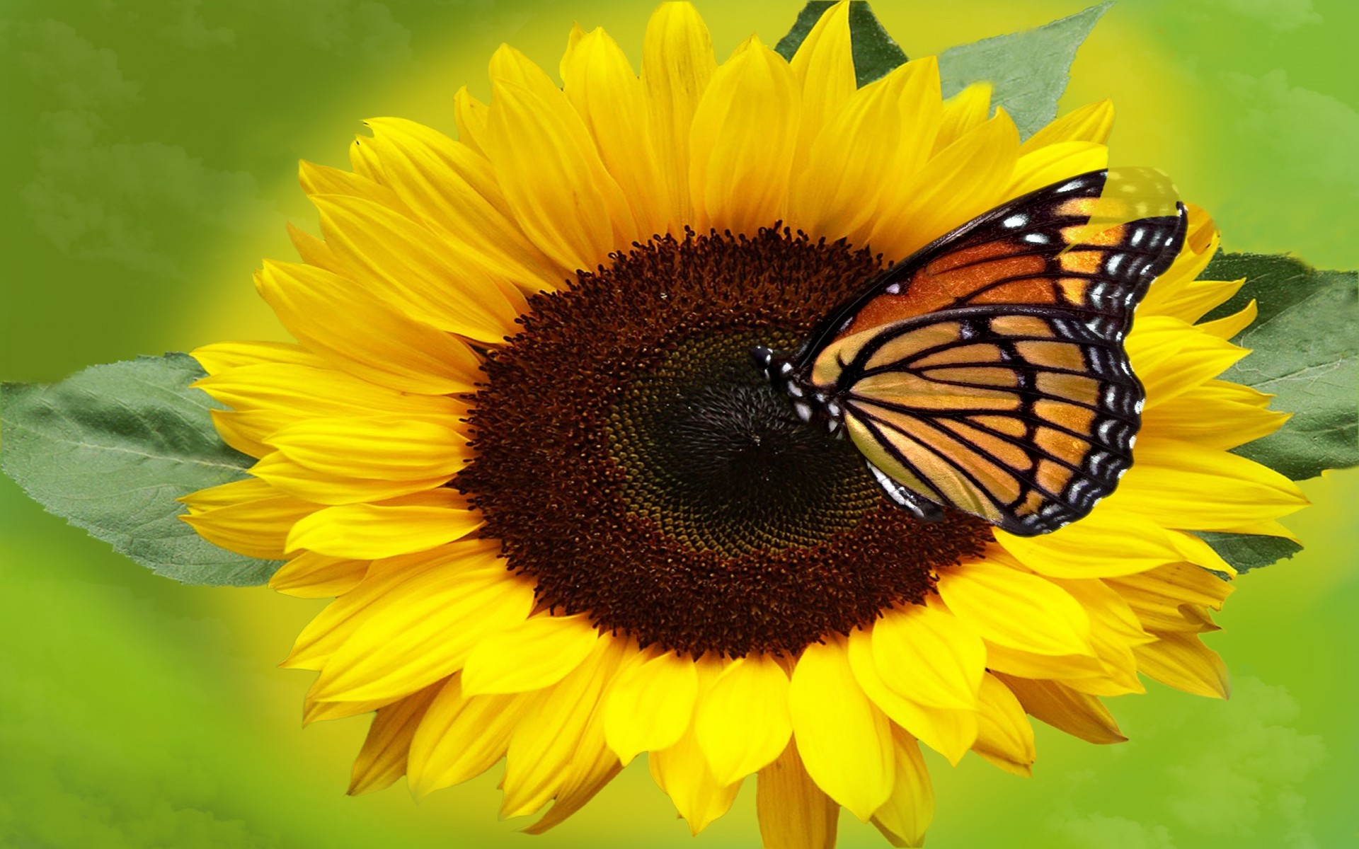 Free download wallpaper Flower, Close Up, Butterfly, Animal, Yellow Flower on your PC desktop