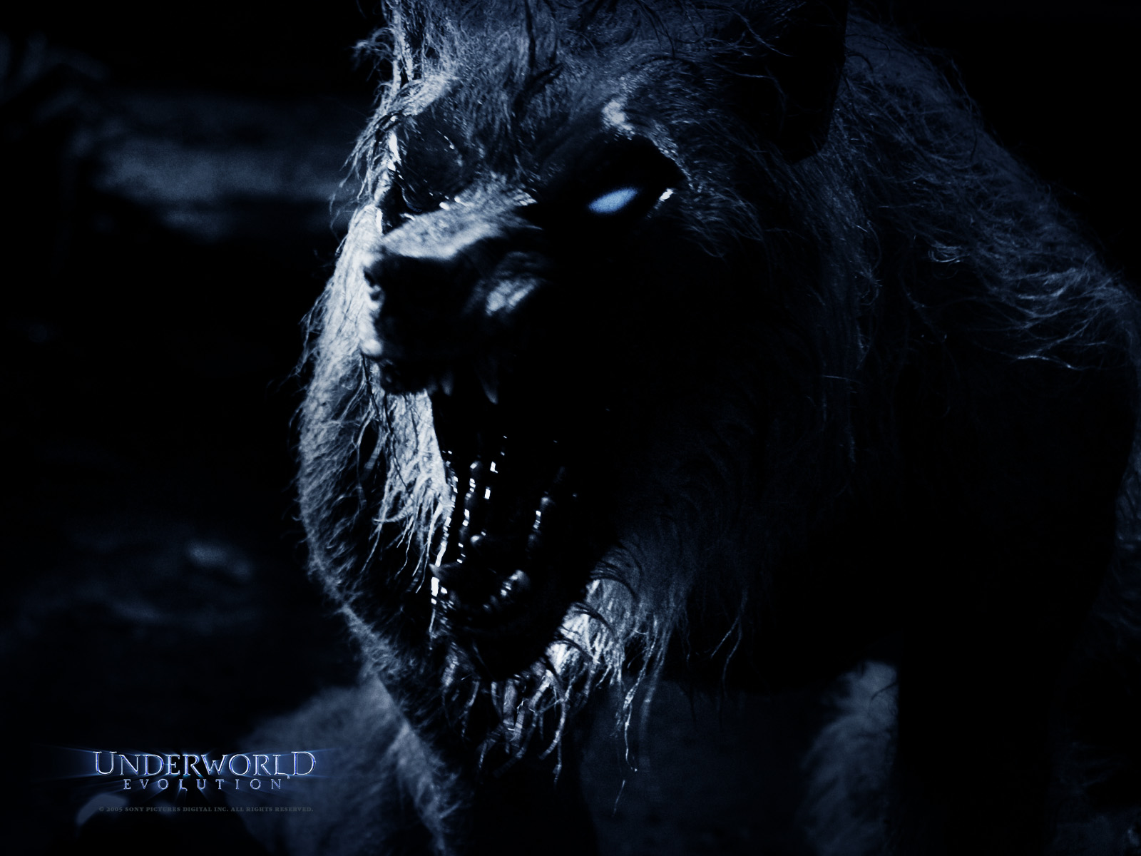 Free download wallpaper Movie, Underworld: Evolution on your PC desktop