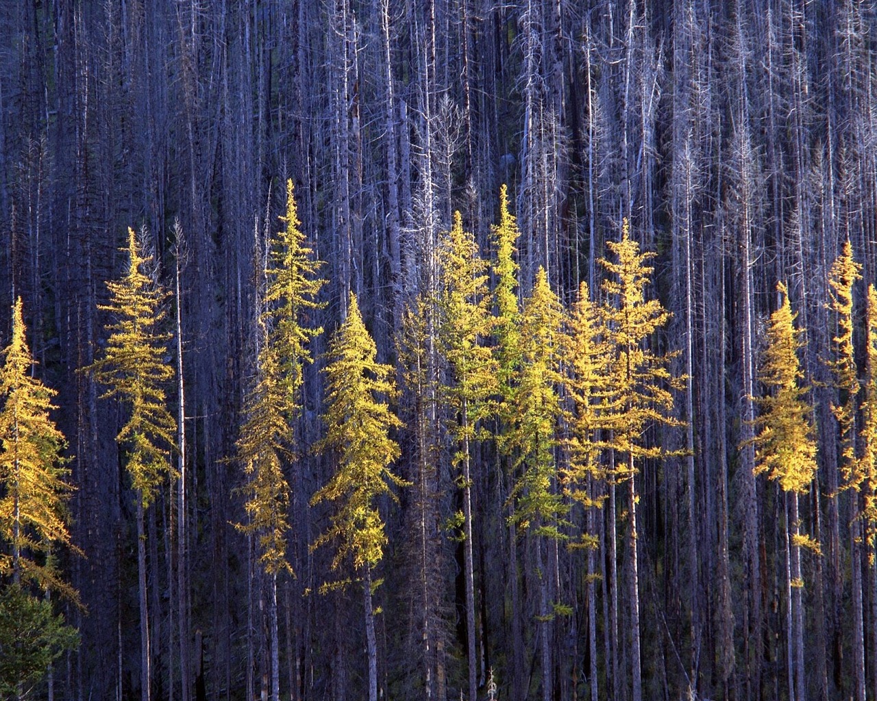 Téléchargez gratuitement l'image Arbre, Terre/nature sur le bureau de votre PC