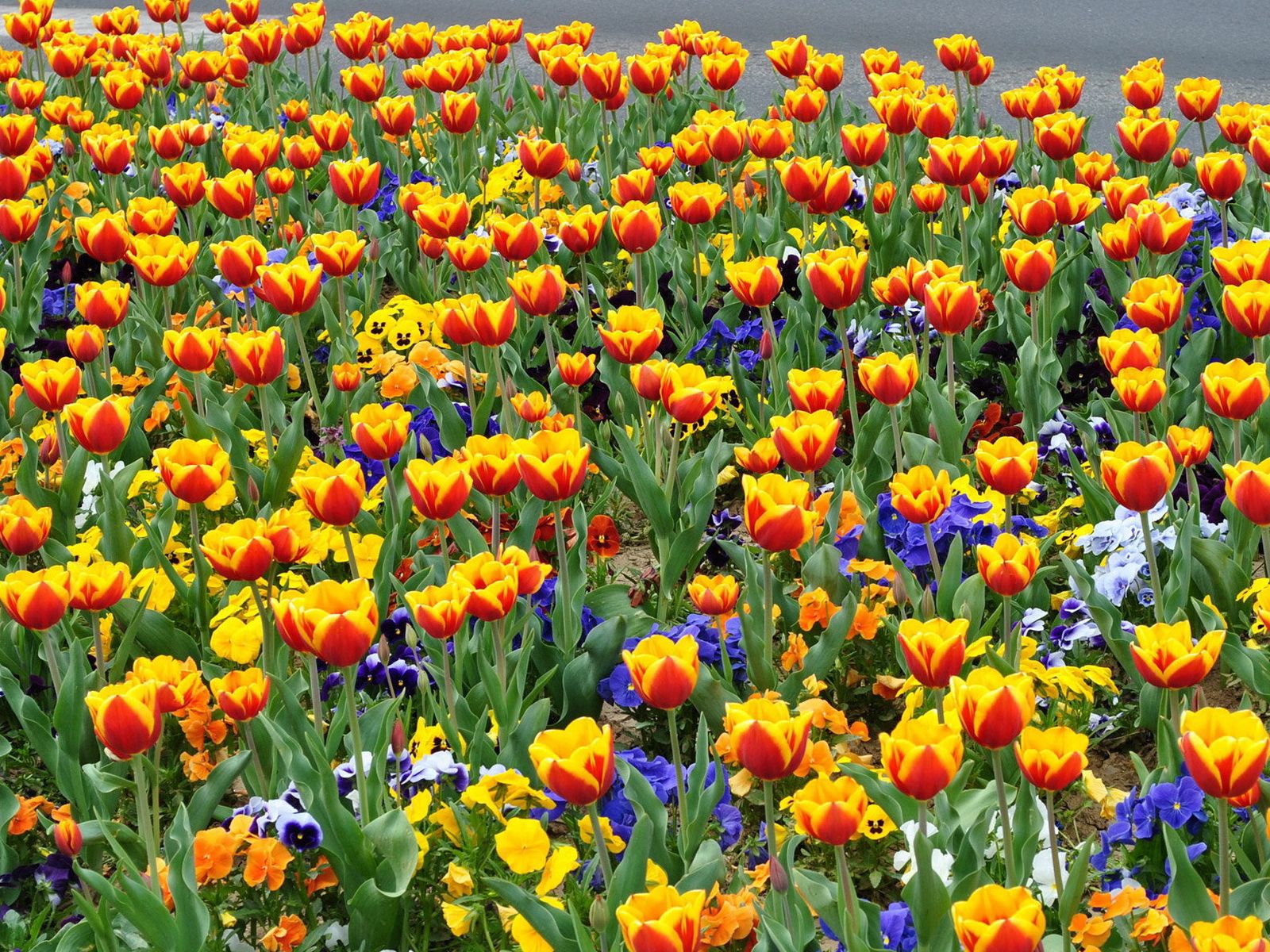 flowers, pansies, tulips, flower bed, flowerbed, street