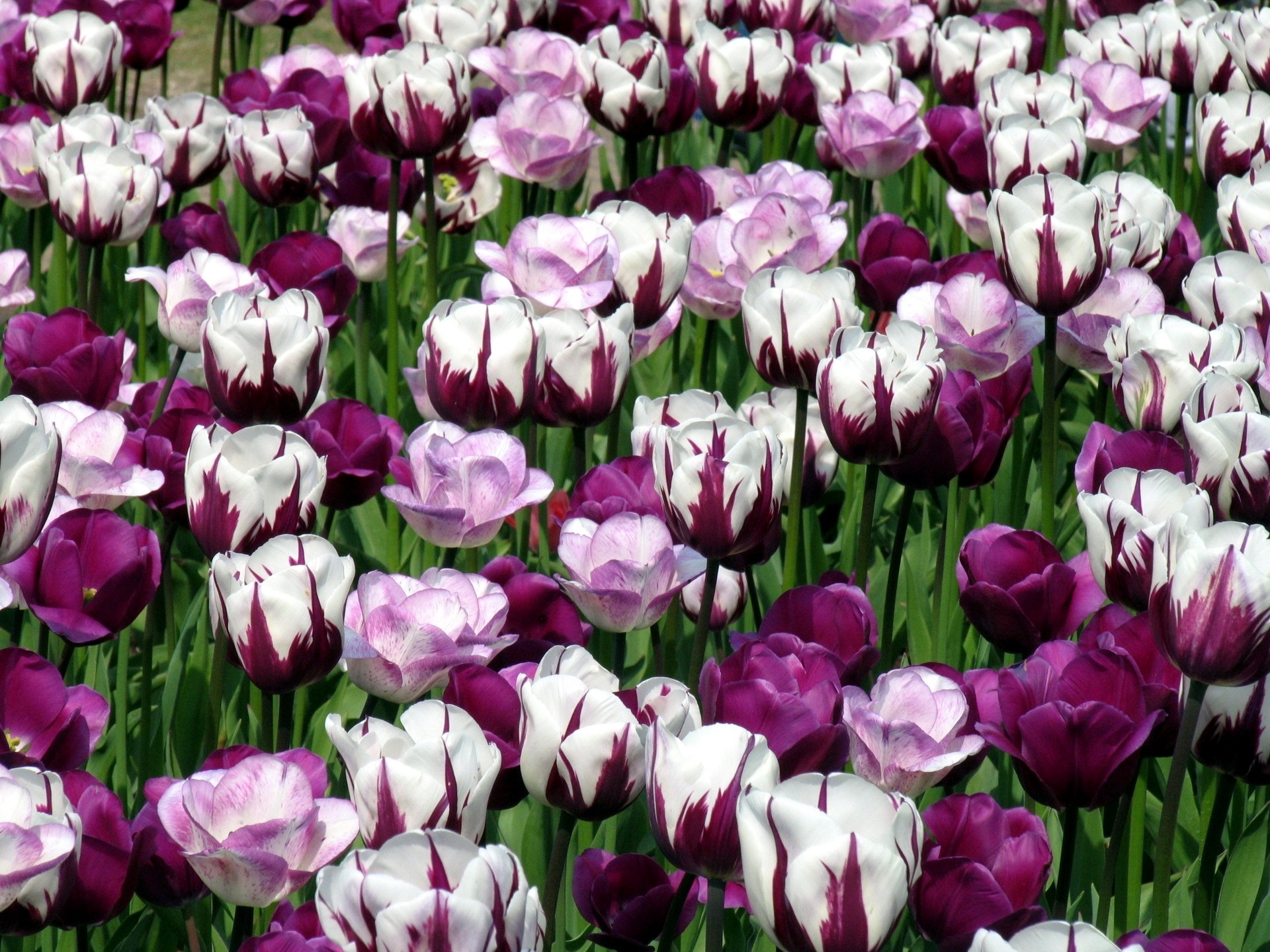 65688 Hintergrundbild herunterladen tulpen, blumen, grüne, grünen, blumenbeet, bunt, marmorzeichnung - Bildschirmschoner und Bilder kostenlos