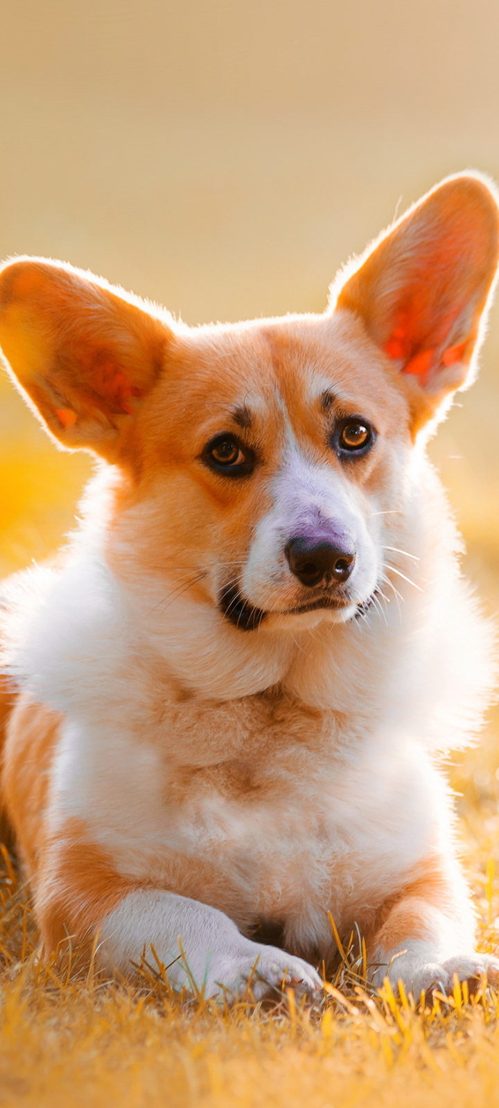 Download mobile wallpaper Dogs, Dog, Animal, Corgi for free.