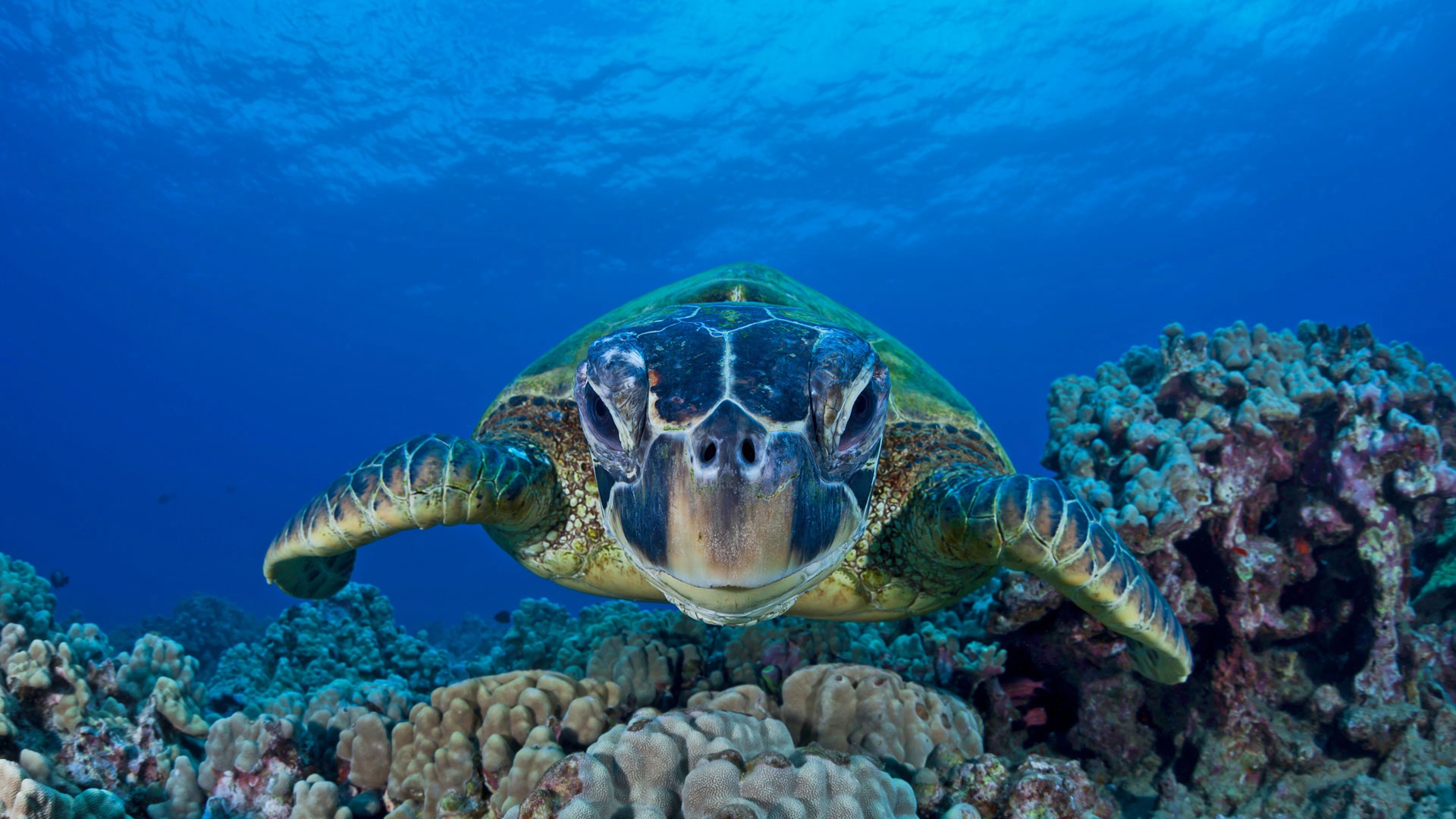 Download mobile wallpaper Turtles, Coral, Animal, Underwater, Turtle, Sea Life for free.