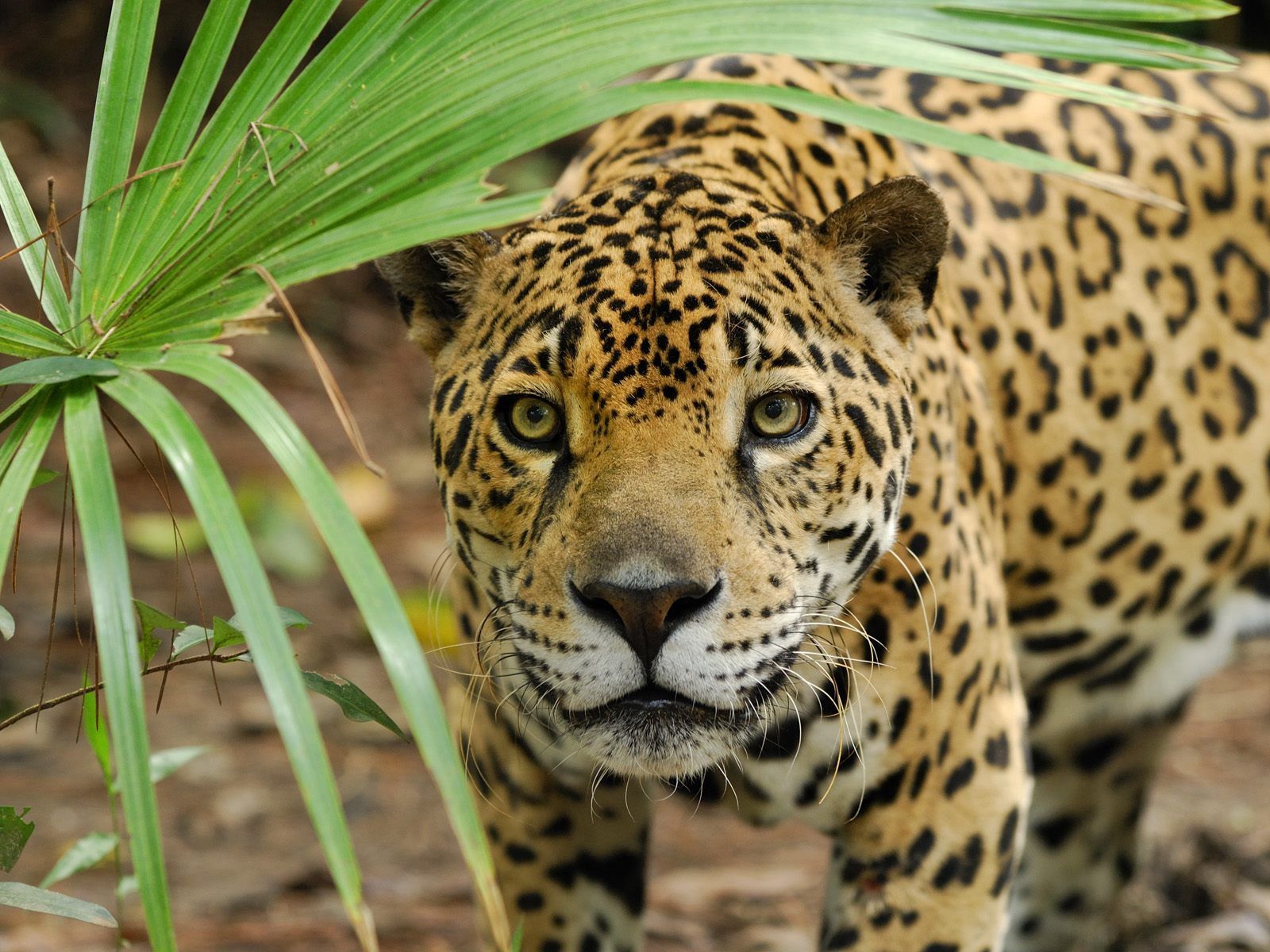 animals, grass, leopard, predator, big cat, sight, opinion, anger