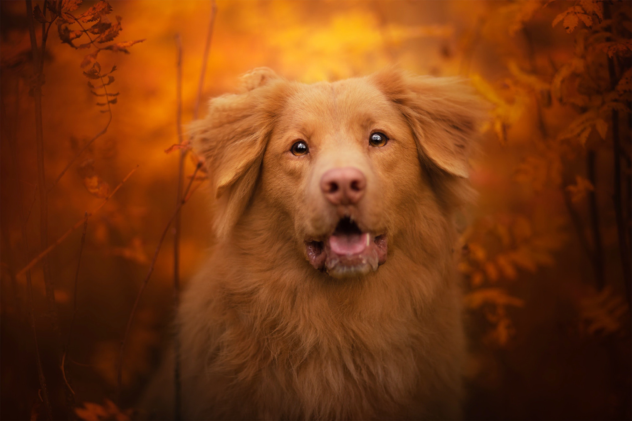 Laden Sie das Tiere, Hunde, Hund, Nova Scotia Duck Tolling Retriever-Bild kostenlos auf Ihren PC-Desktop herunter