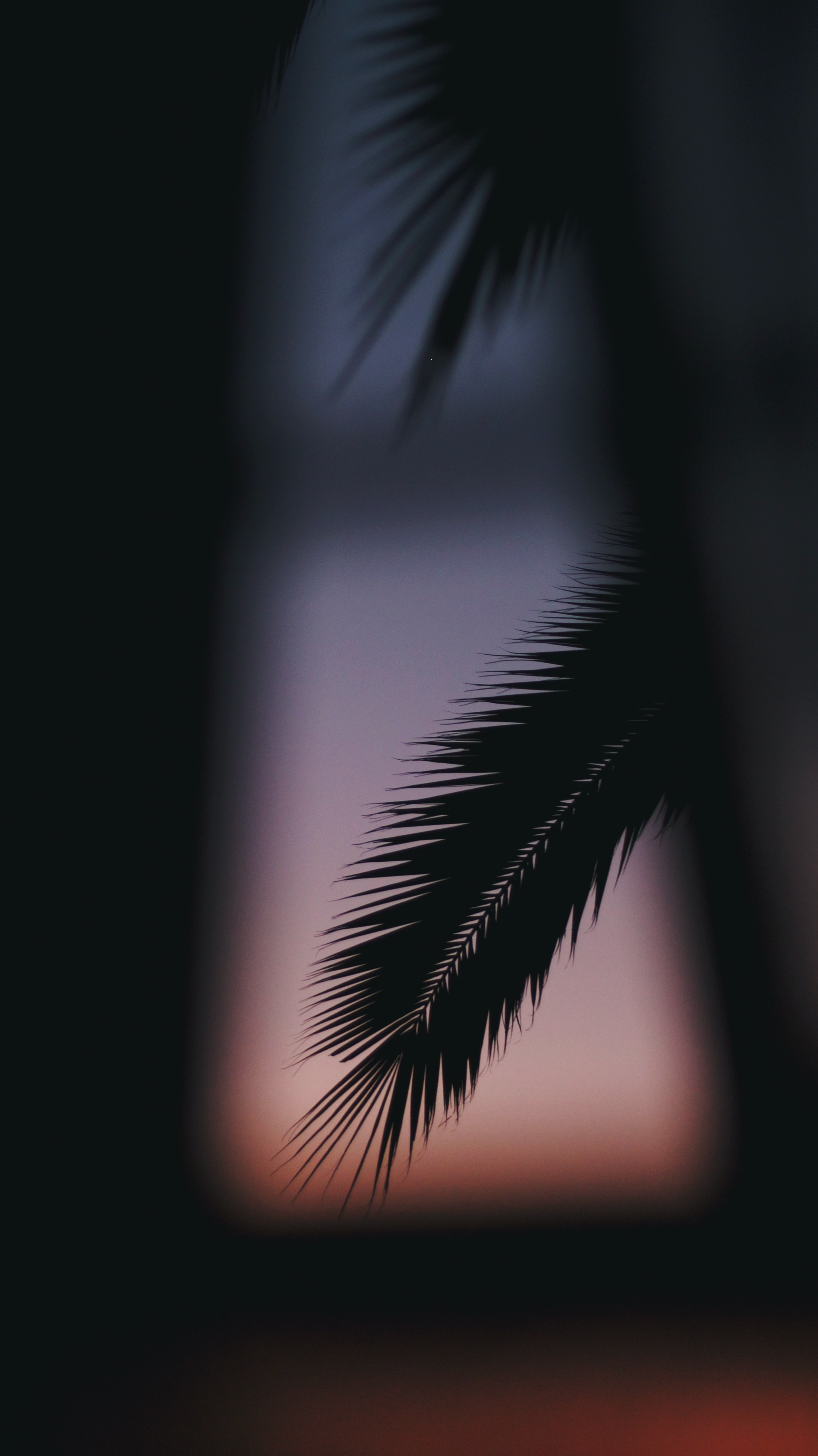 dark, silhouette, palm, branch Desktop home screen Wallpaper