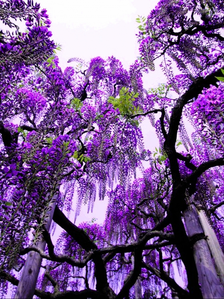 Download mobile wallpaper Flowers, Tree, Earth, Wisteria for free.