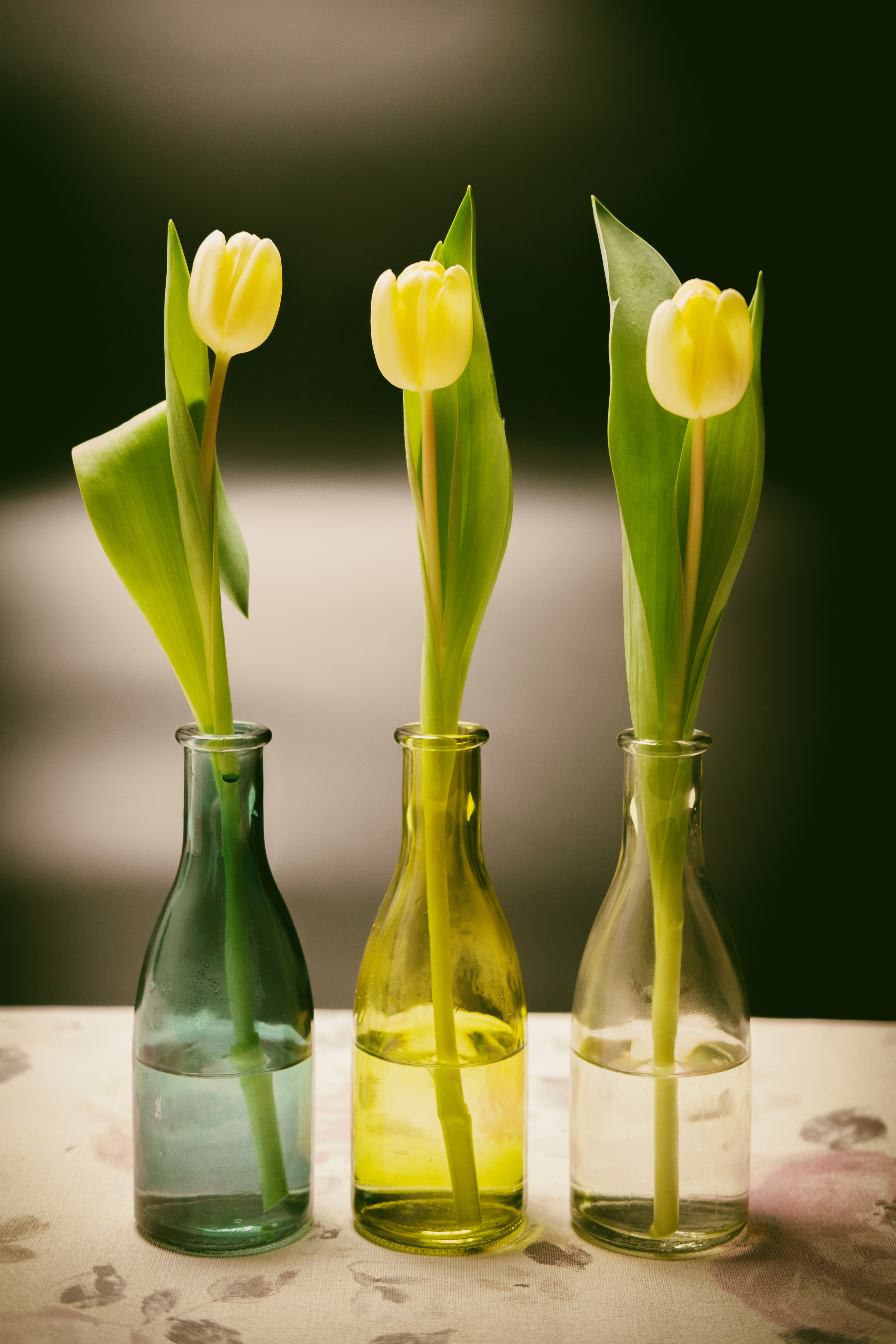 74596 завантажити шпалери тюльпани, квіти, ваза, весна, пляшки - заставки і картинки безкоштовно