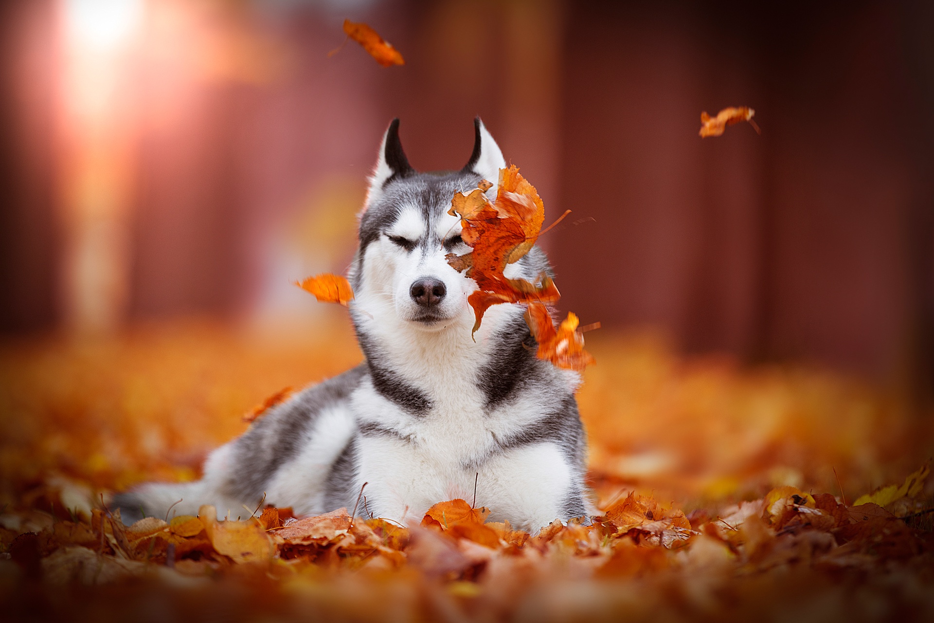 Laden Sie das Tiere, Hunde, Herbst, Hund, Blatt, Schlittenhund, Tiefenschärfe-Bild kostenlos auf Ihren PC-Desktop herunter