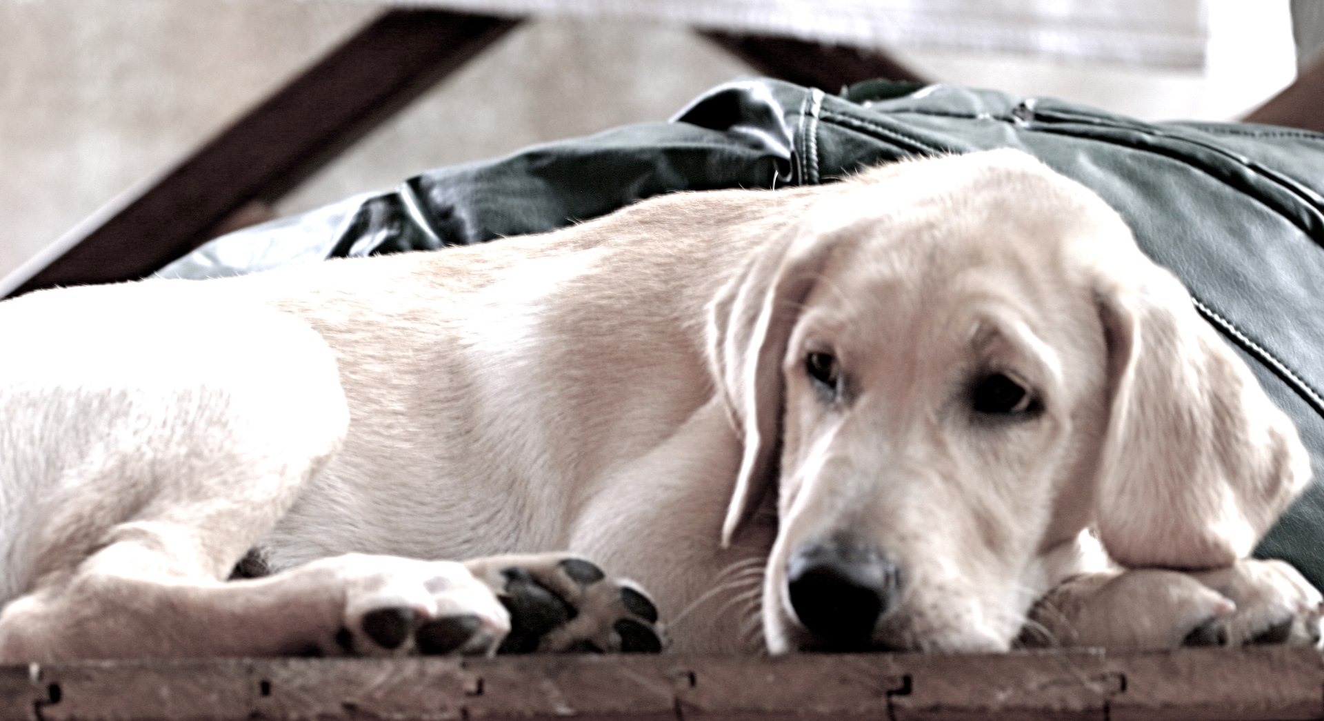 Baixe gratuitamente a imagem Animais, Cães, Cão na área de trabalho do seu PC