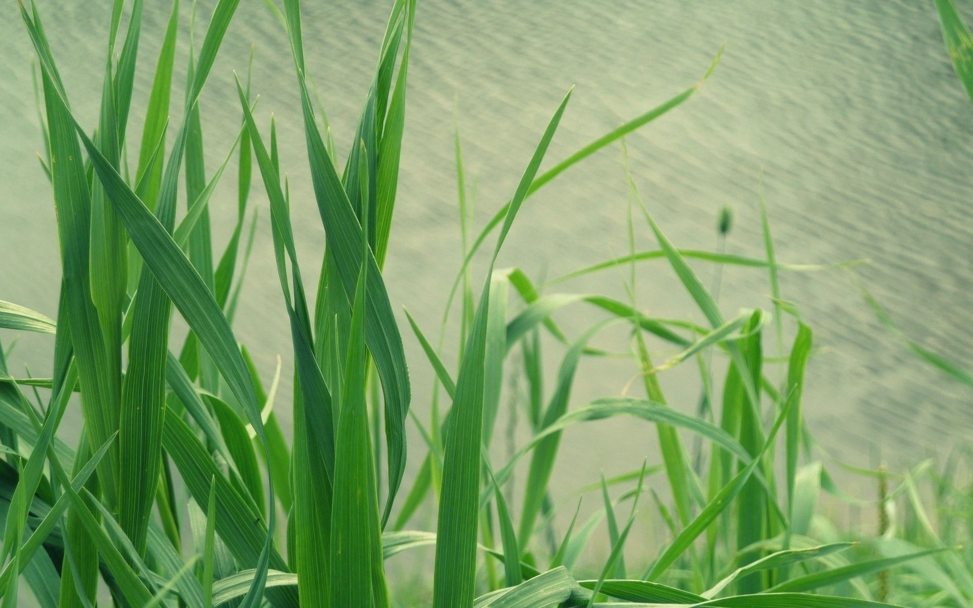 Laden Sie das Wasser, Grass, Pflanze, Makro-Bild kostenlos auf Ihren PC-Desktop herunter