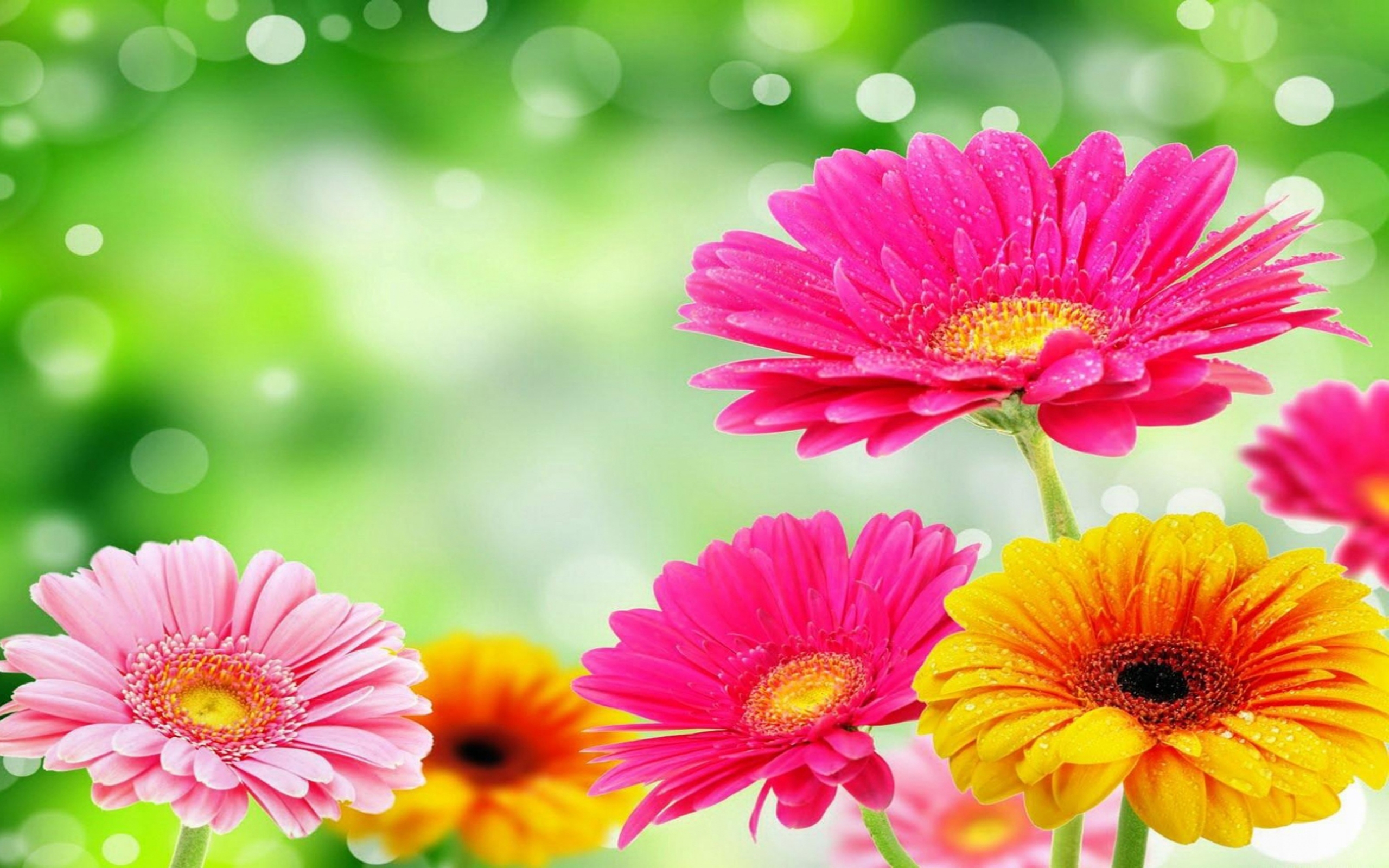 Handy-Wallpaper Natur, Blumen, Gerbera, Blume, Frühling, Bokeh, Gelbe Blume, Erde/natur, Pinke Blume kostenlos herunterladen.