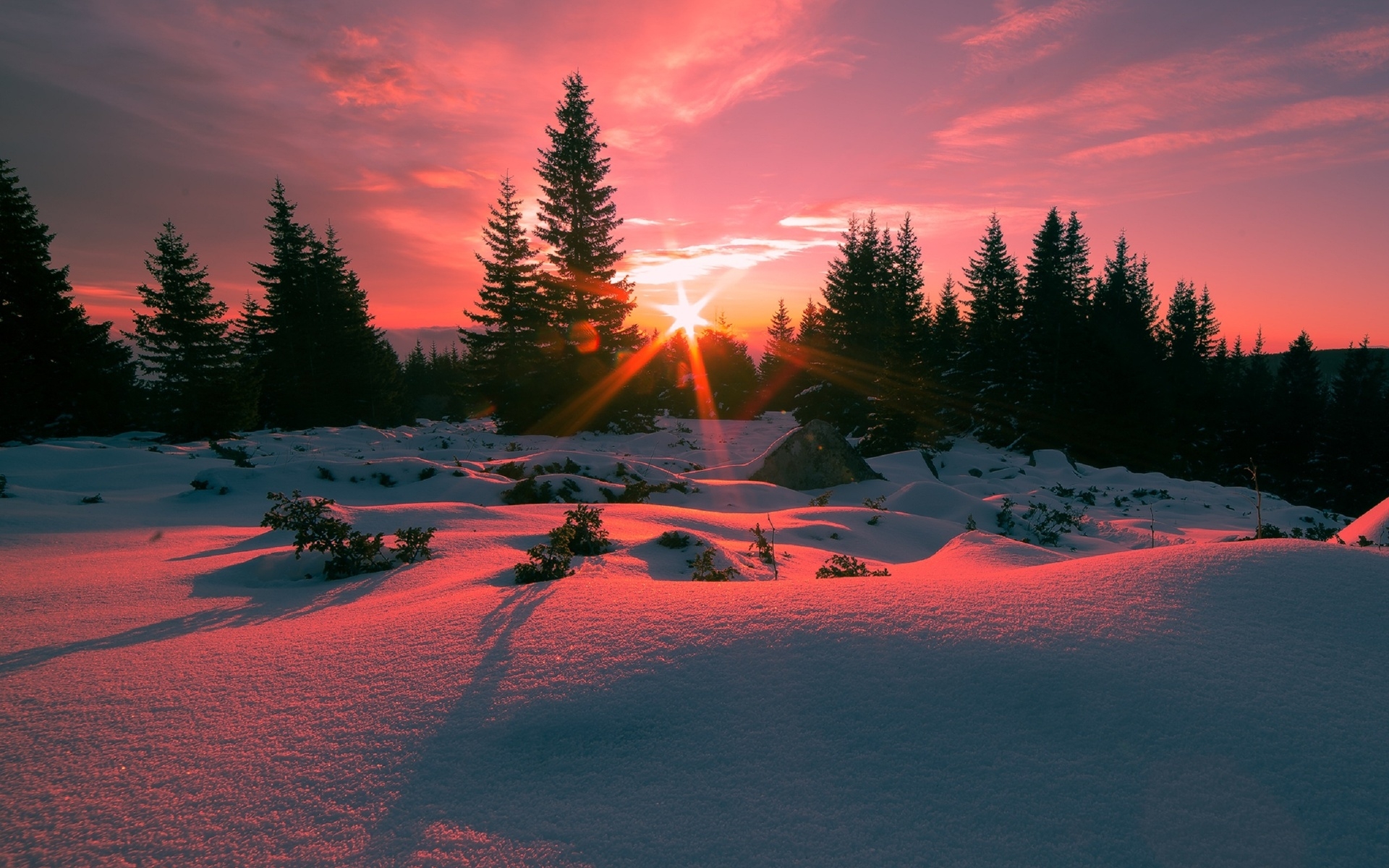 Завантажити шпалери безкоштовно Зима, Сніг, Ліс, Дерево, Земля, Захід Сонця картинка на робочий стіл ПК