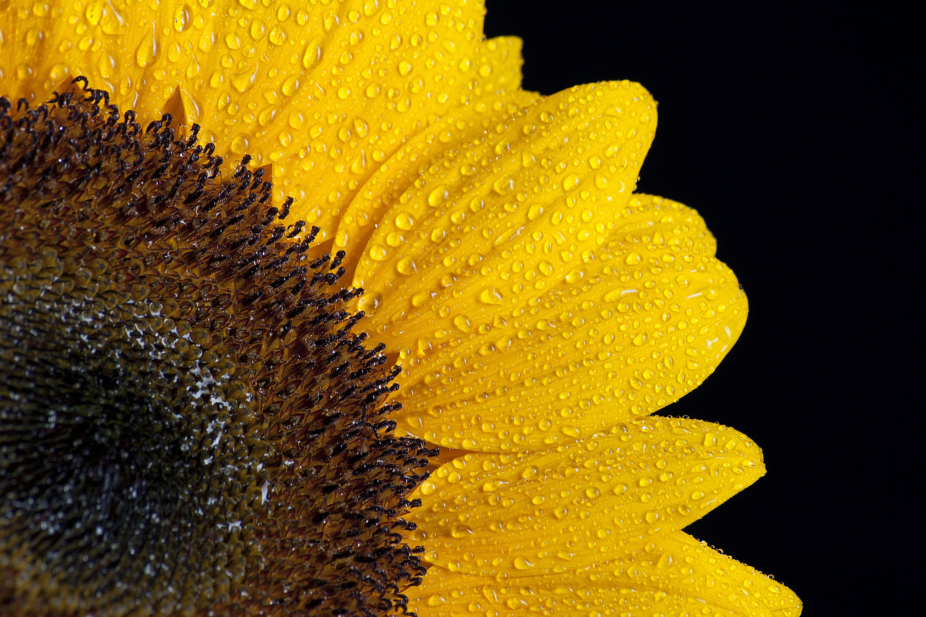 sunflower, drops, macro, petals Phone Background