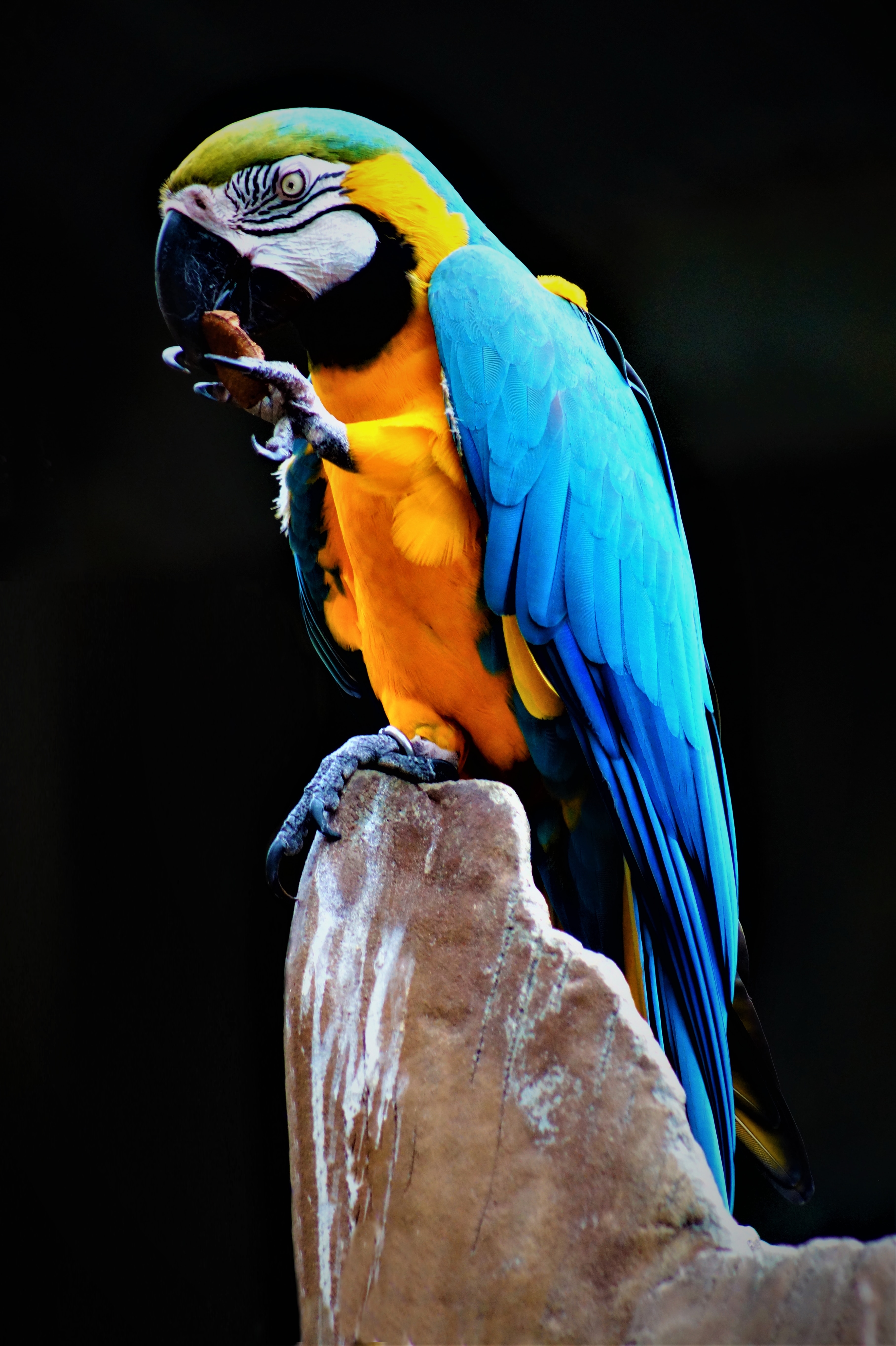 72804 скачать картинку ара, попугаи, животные, птица, разноцветный, камень - обои и заставки бесплатно