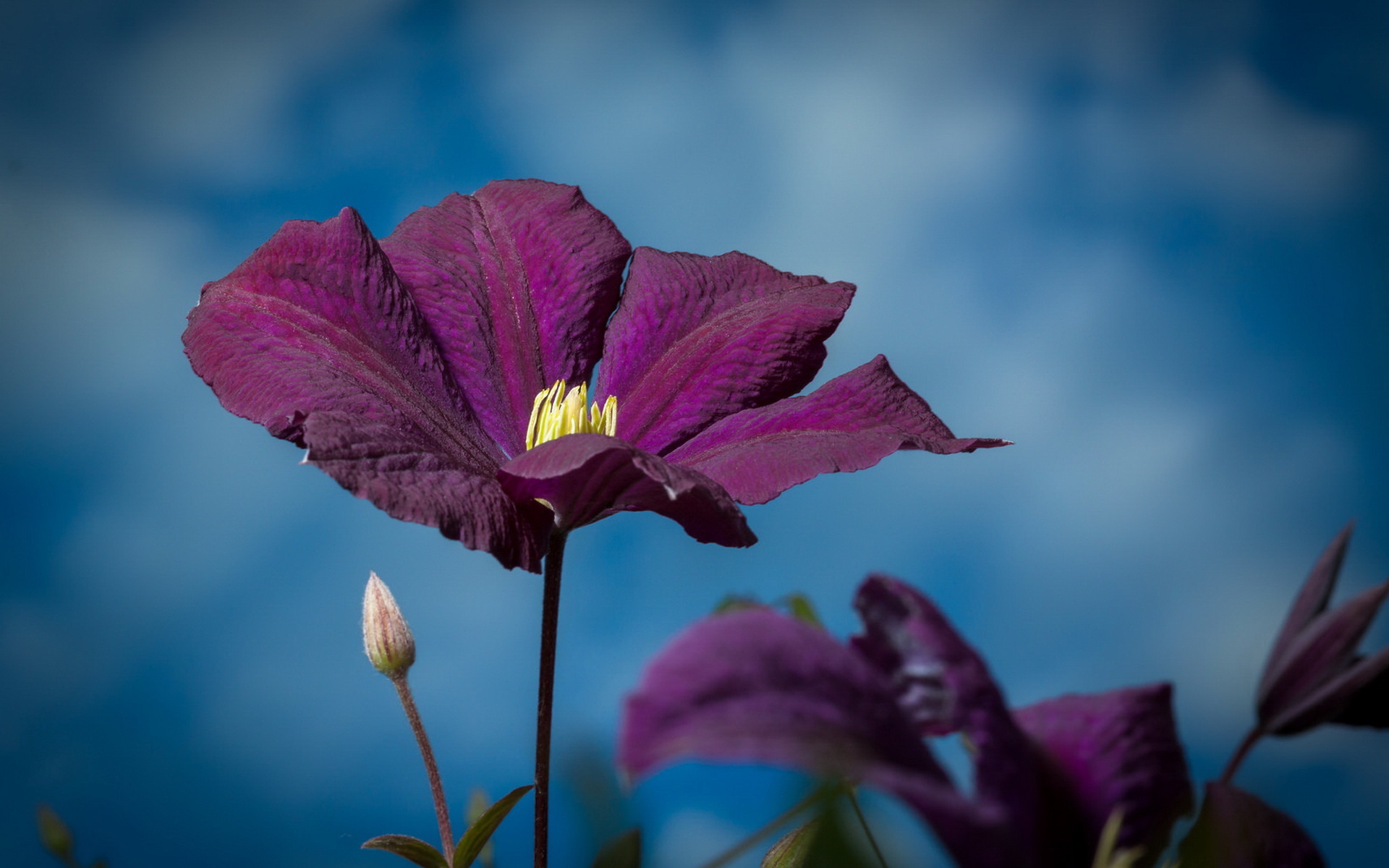 Téléchargez gratuitement l'image Fleurs, Fleur, Terre/nature sur le bureau de votre PC