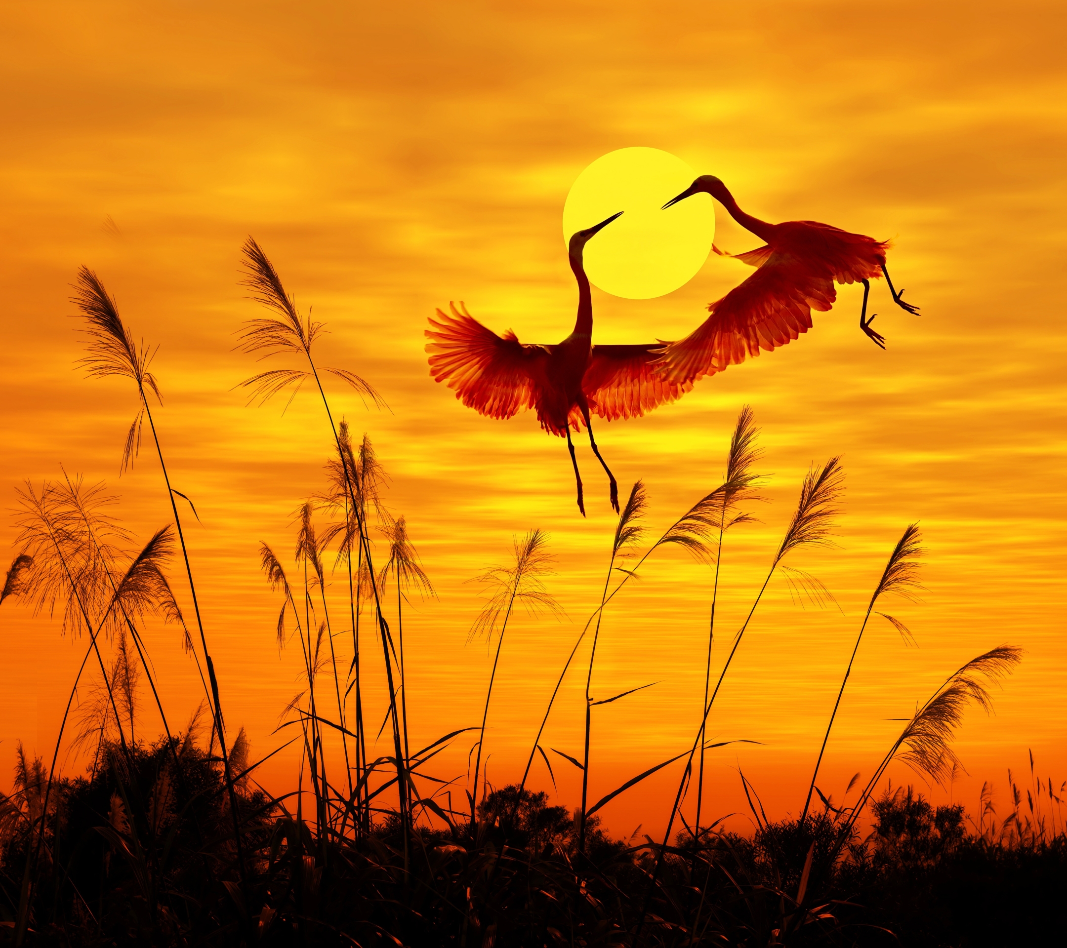 Free download wallpaper Birds, Sunset, Heron, Bird, Animal on your PC desktop
