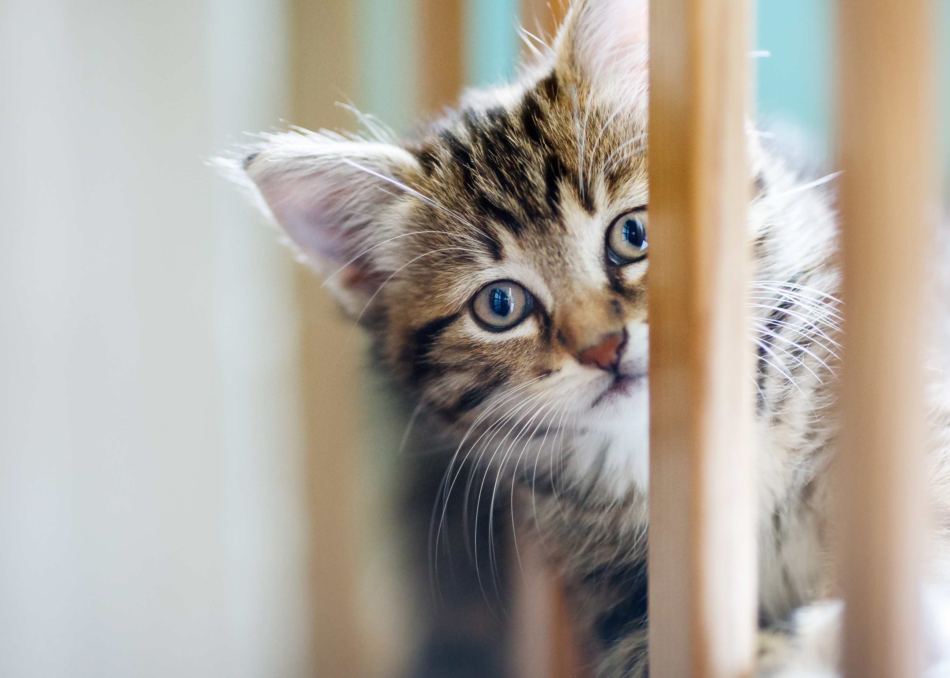 Handy-Wallpaper Tiere, Katzen, Katze, Kätzchen, Tierbaby kostenlos herunterladen.
