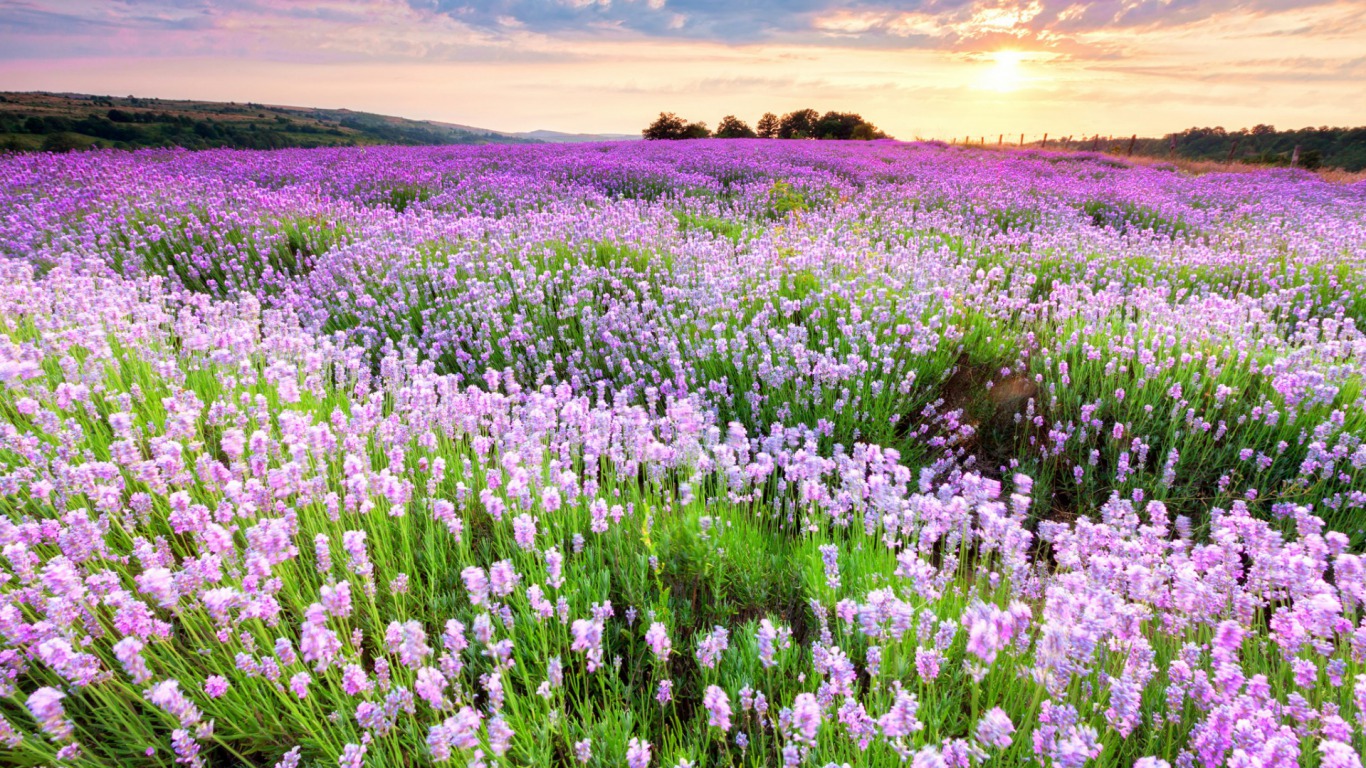 Handy-Wallpaper Lavendel, Blumen, Feld, Blume, Erde/natur kostenlos herunterladen.