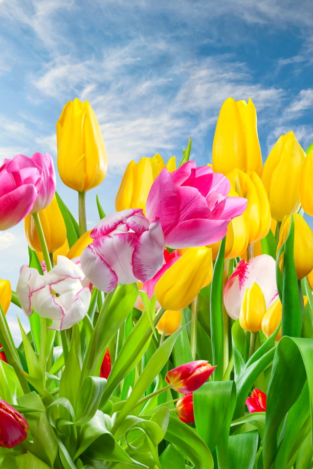 Descarga gratuita de fondo de pantalla para móvil de Naturaleza, Flores, Flor, Vistoso, Tulipán, Tierra/naturaleza.