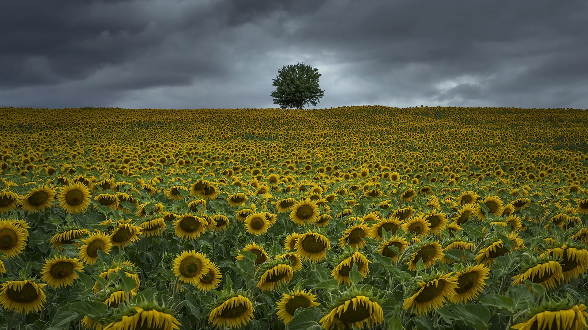 Free download wallpaper Nature, Flowers, Summer, Flower, Tree, Earth, Field, Sunflower, Yellow Flower, Lonely Tree on your PC desktop