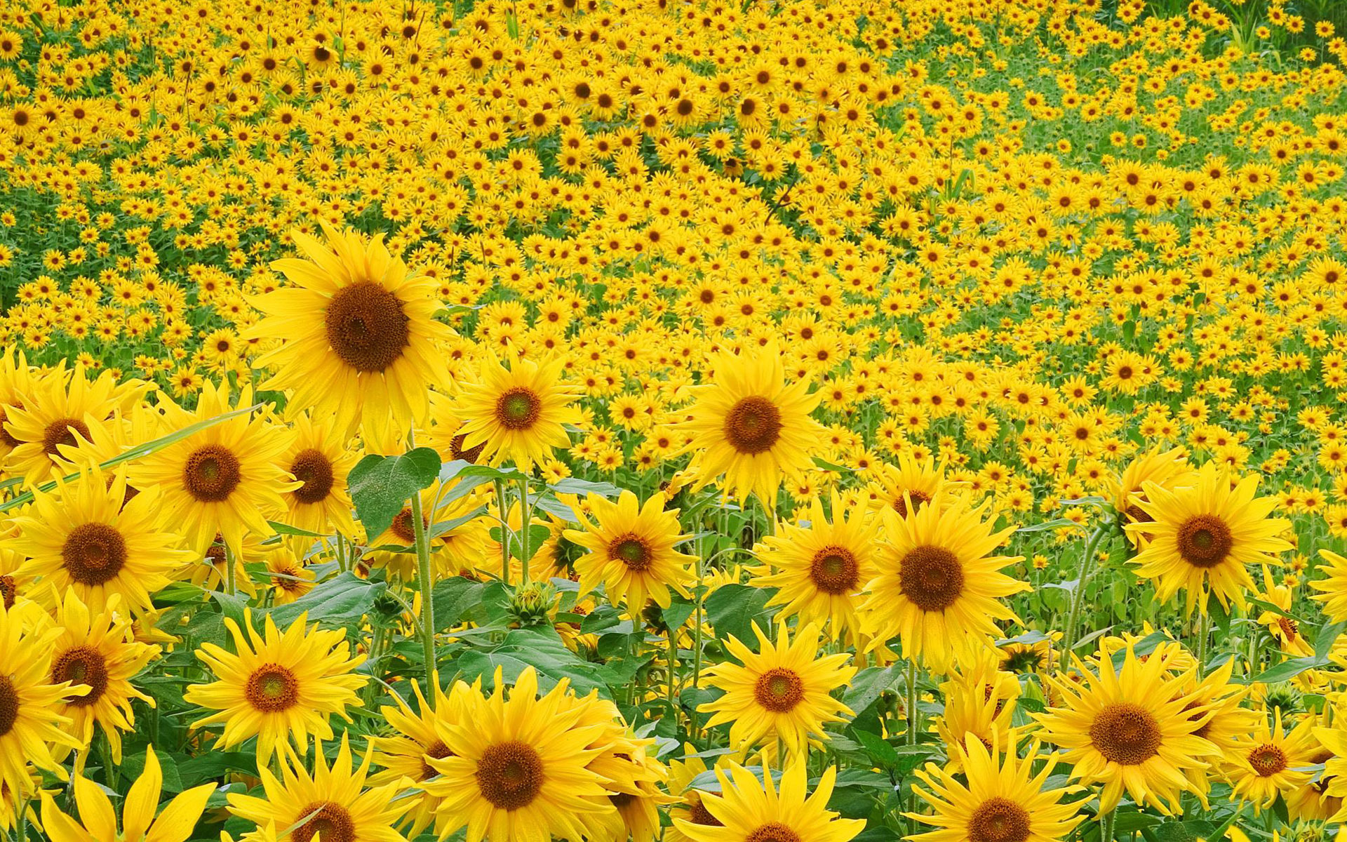 sunflowers, landscape, flowers, fields, yellow