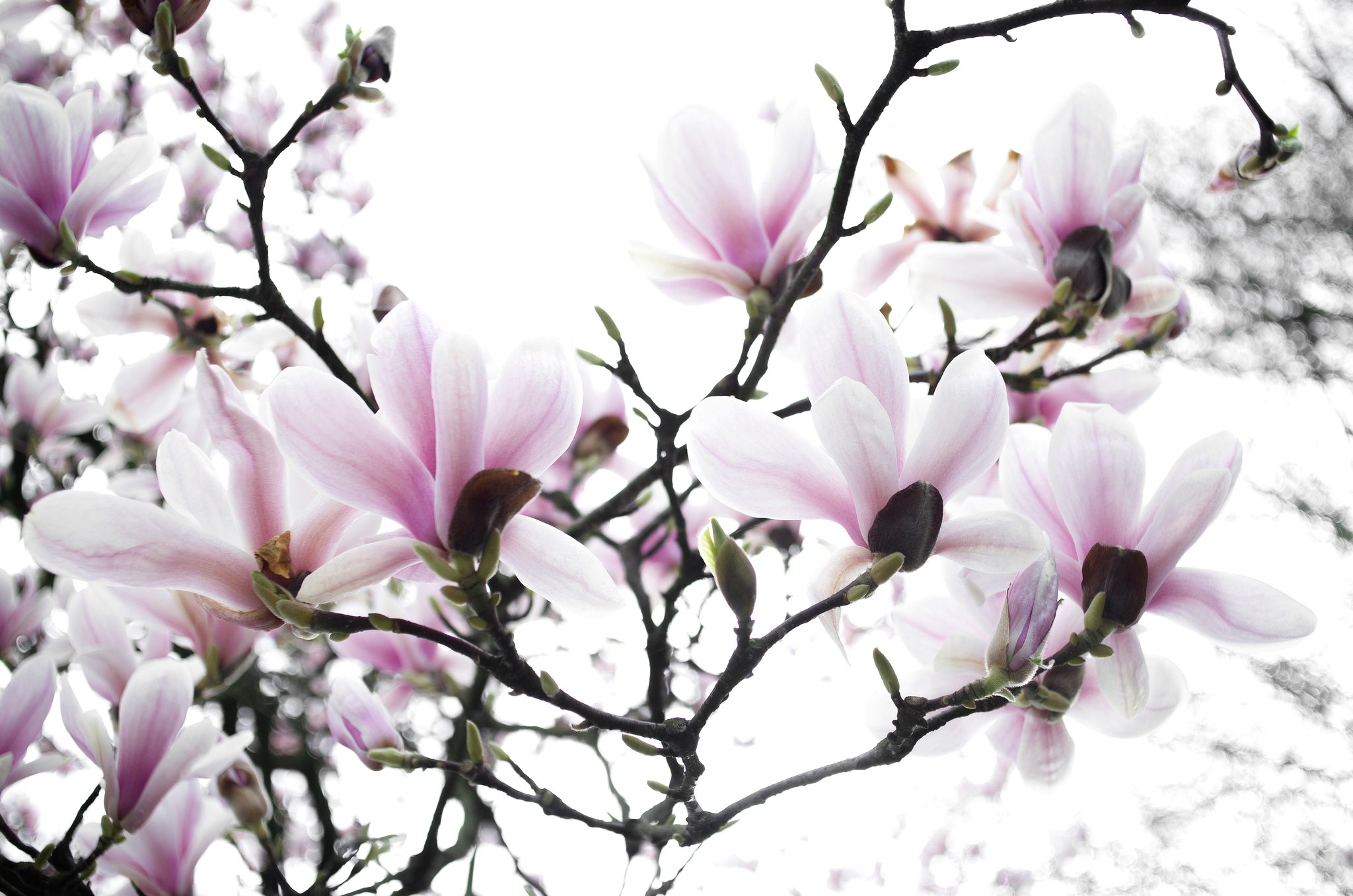 400019 descargar fondo de pantalla tierra/naturaleza, magnolia, flor, macrofotografía, flor rosa, primavera, árboles: protectores de pantalla e imágenes gratis