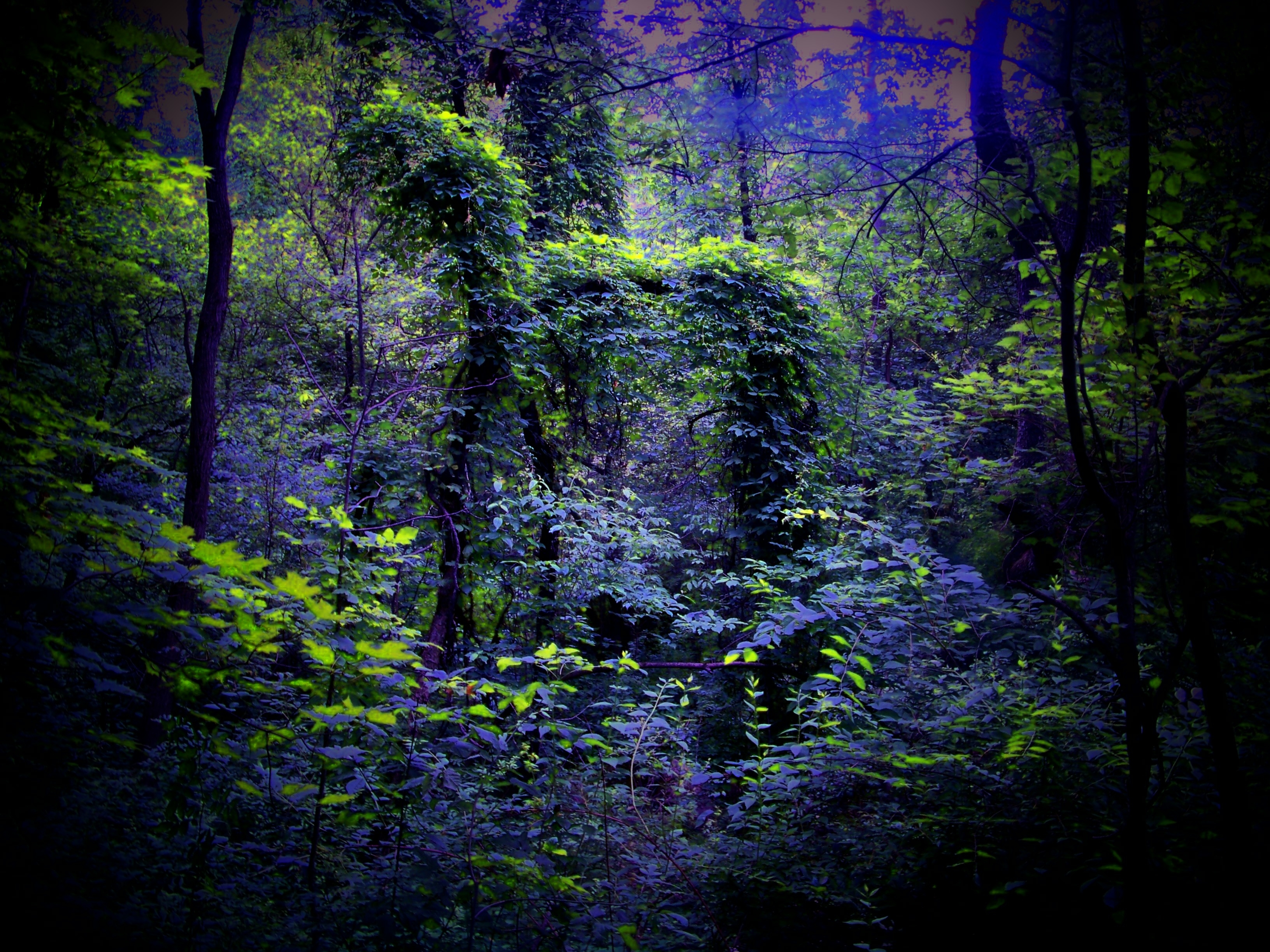 Laden Sie das Übernachtung, Natur, Wald-Bild kostenlos auf Ihren PC-Desktop herunter