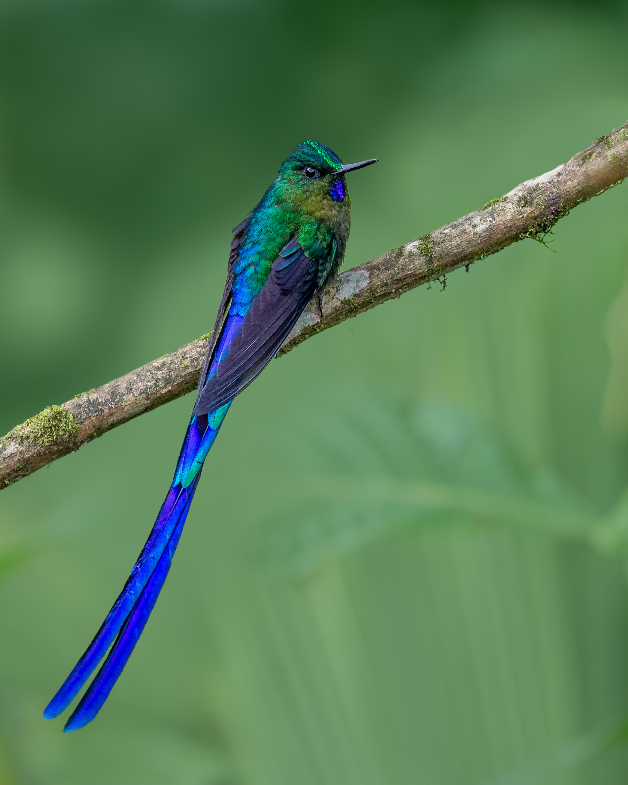 70082 descargar fondo de pantalla colibríes, brillante, animales, pluma, pájaro: protectores de pantalla e imágenes gratis