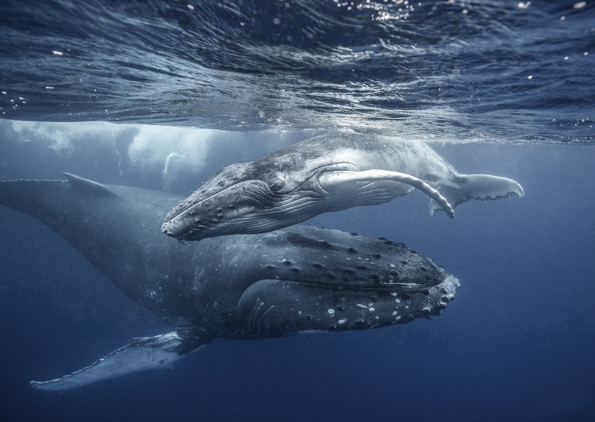 930698 скачать обои горбатый кит, животные, кит, детеныш животного, морская жизнь, подводный - заставки и картинки бесплатно